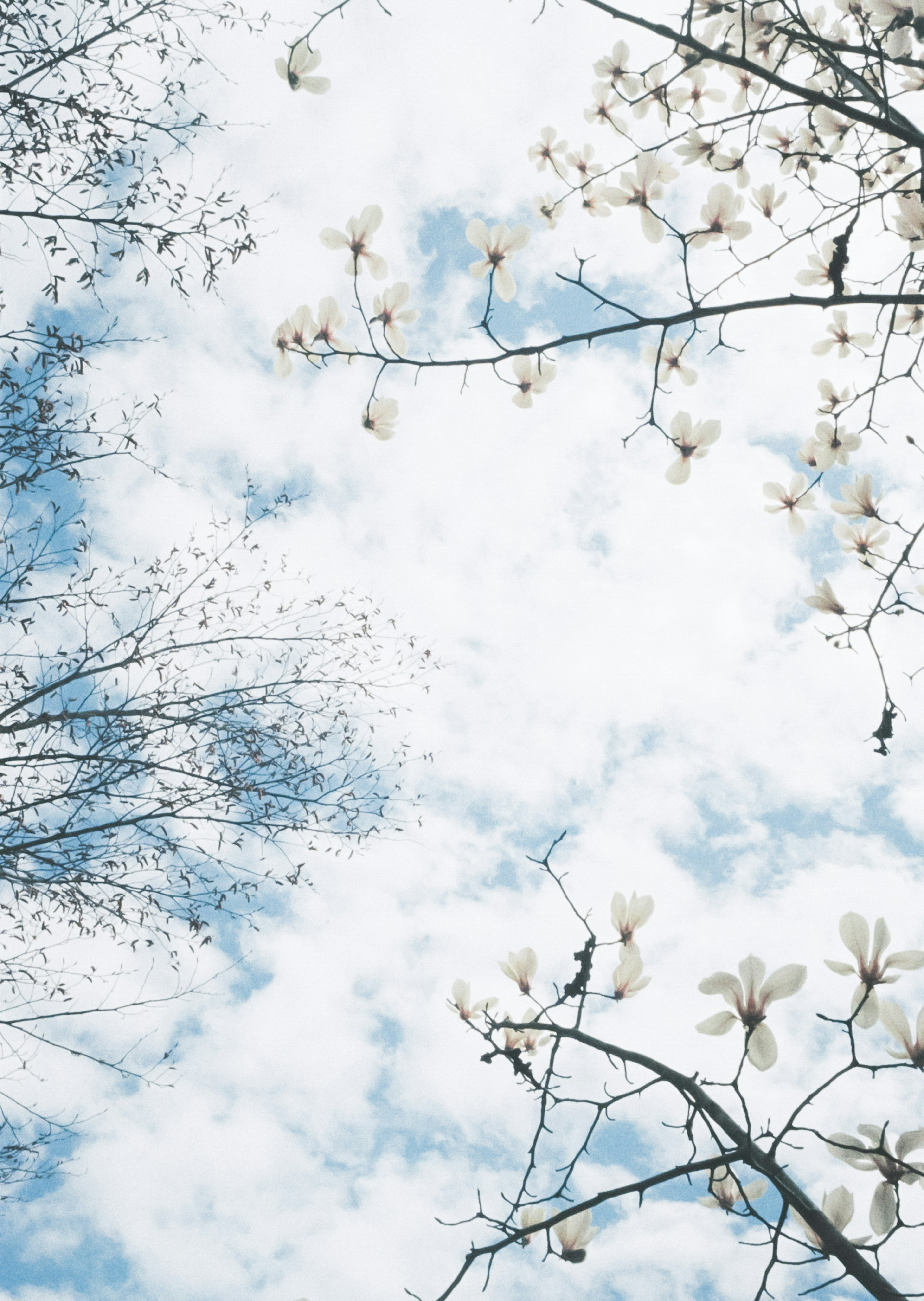 Beautiful spring scene with tree branches and white flowers against a blue sky