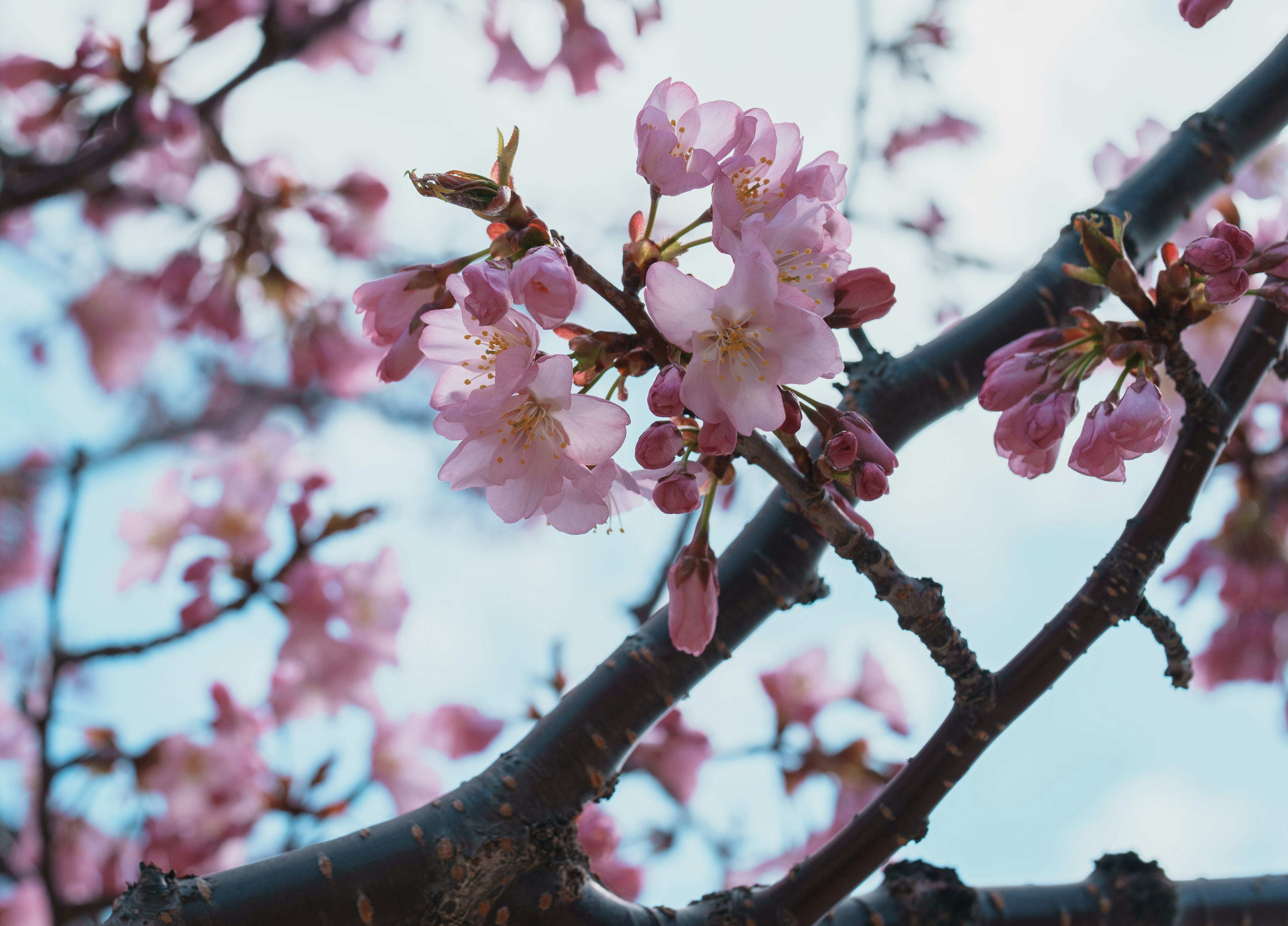 Nahaufnahme von Kirschblüten an einem Ast vor blauem Himmel