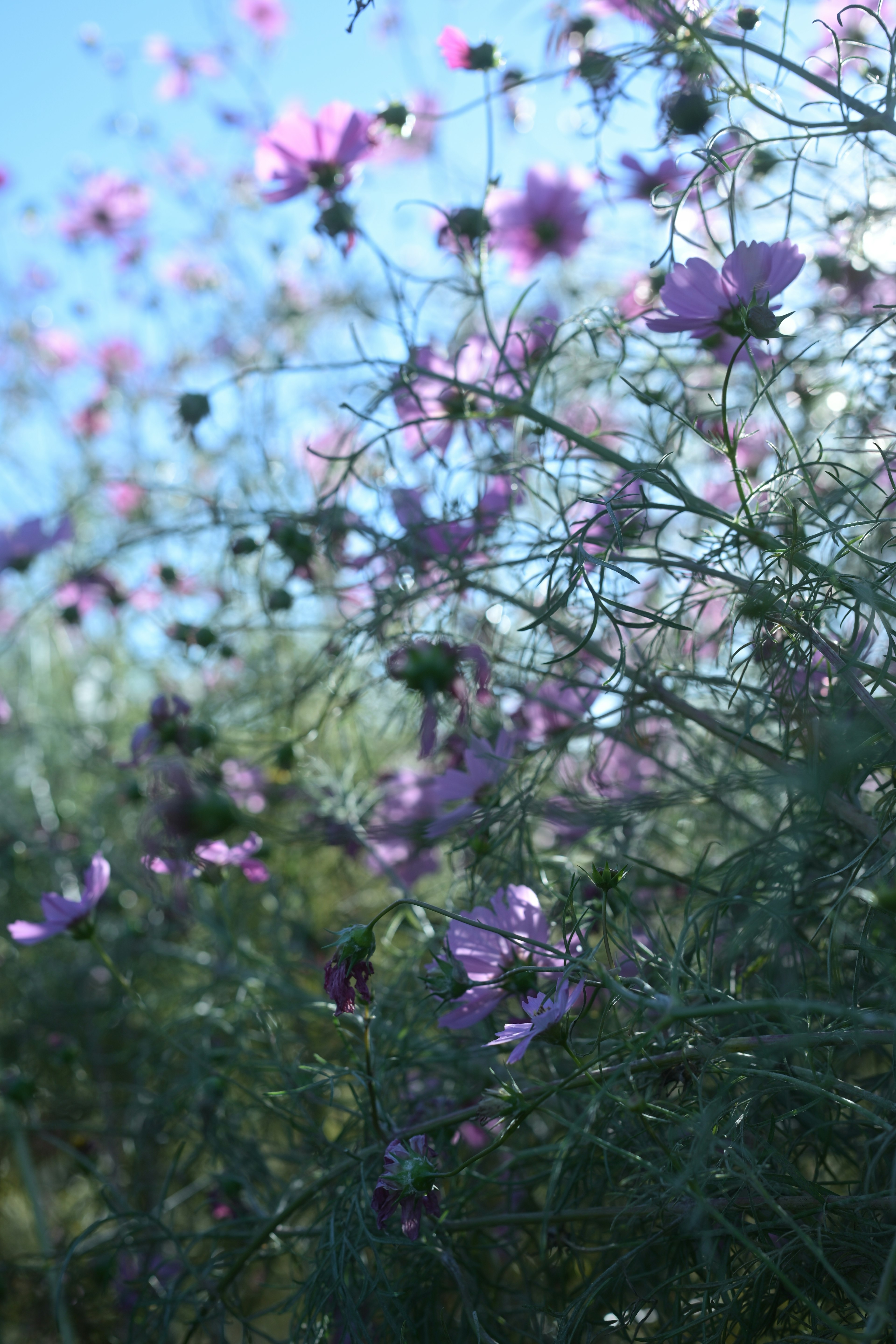 薄紫色の花が咲いている茂みの背景に青空