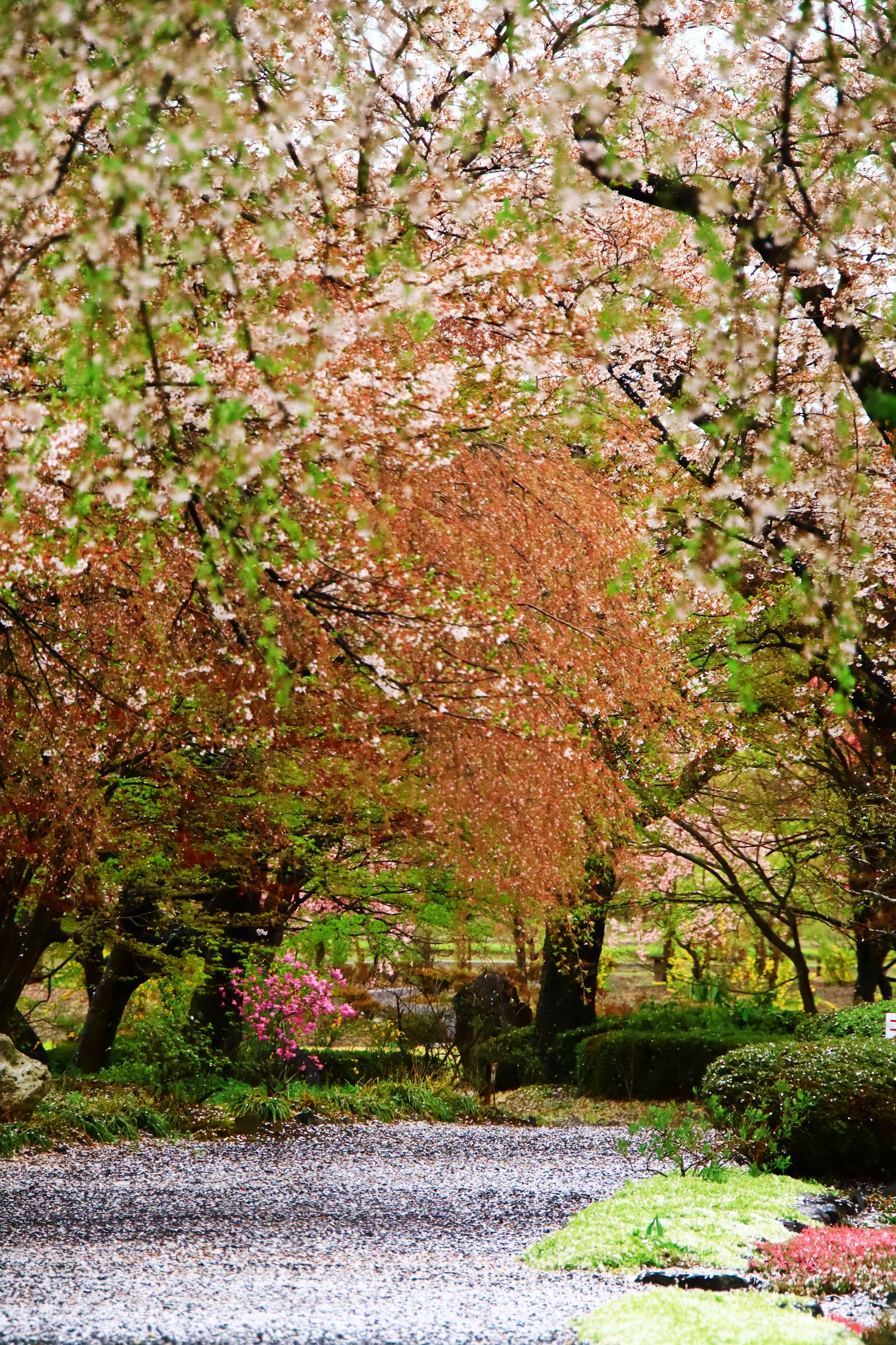 Bellissimo sentiero fiancheggiato da alberi di ciliegio fiori colorati in fiore