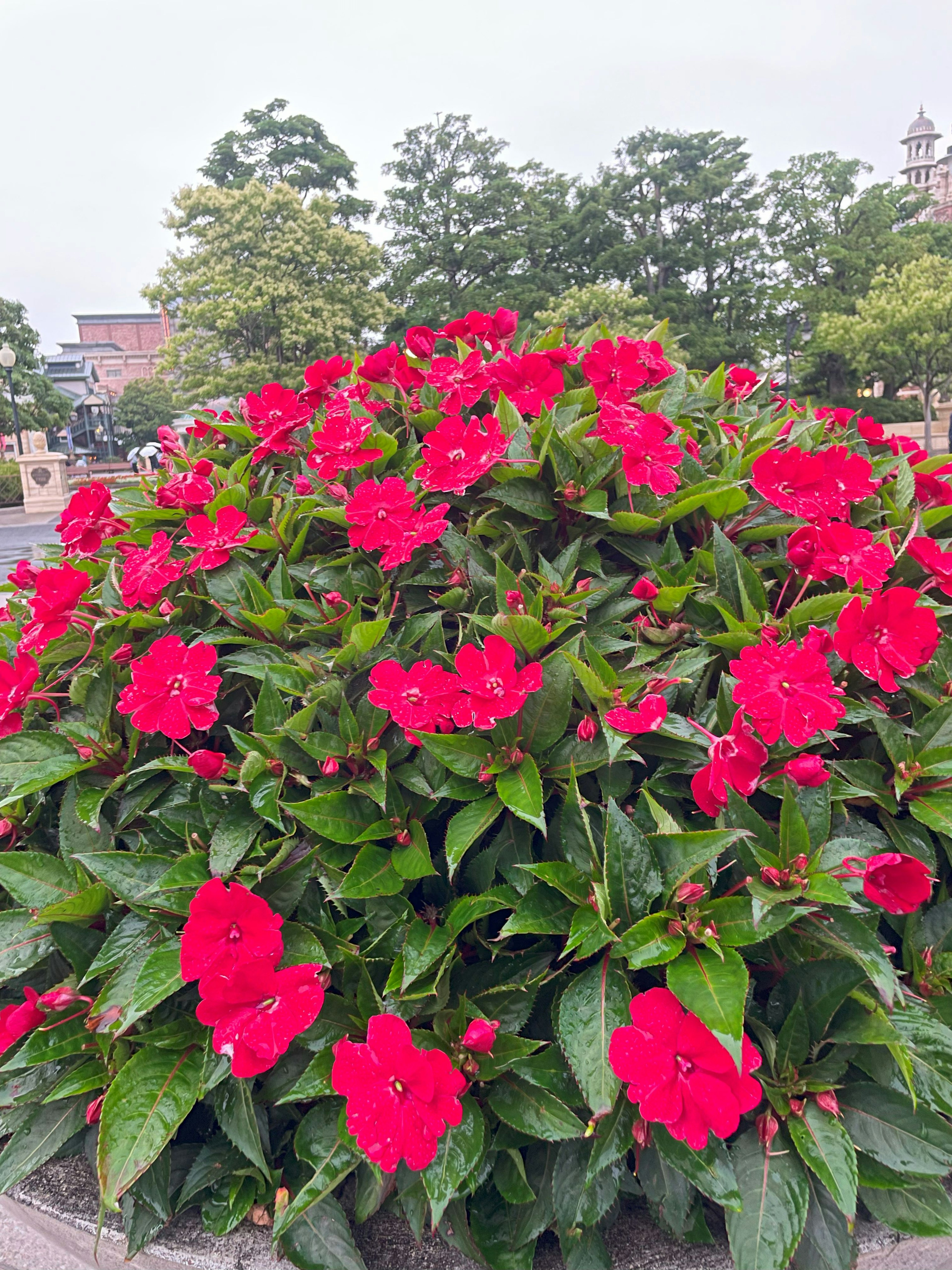 Lebendige rote Blumen blühen in einem üppigen grünen Pflanzenarrangement