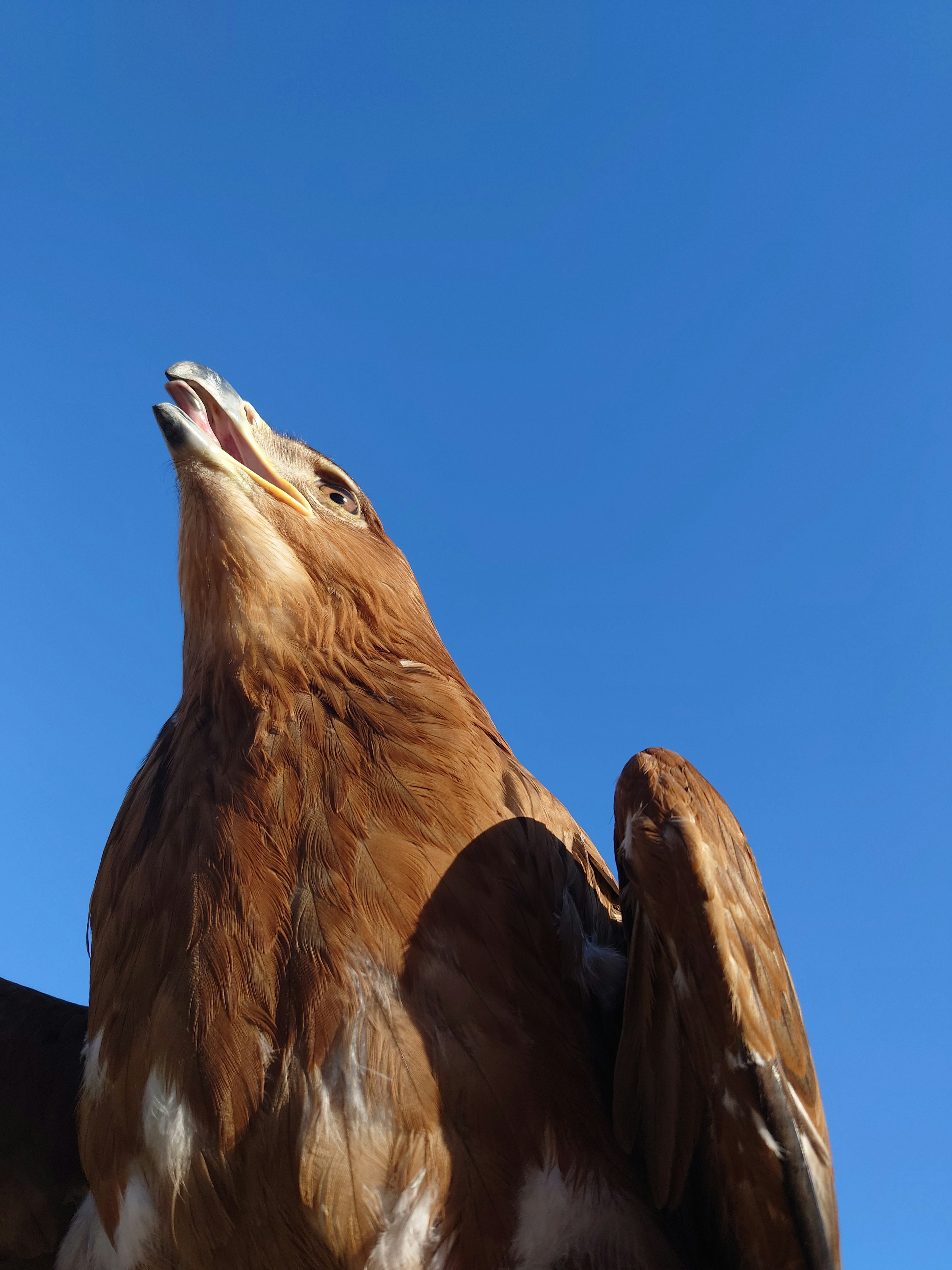 Brown hawk with a blue sky background