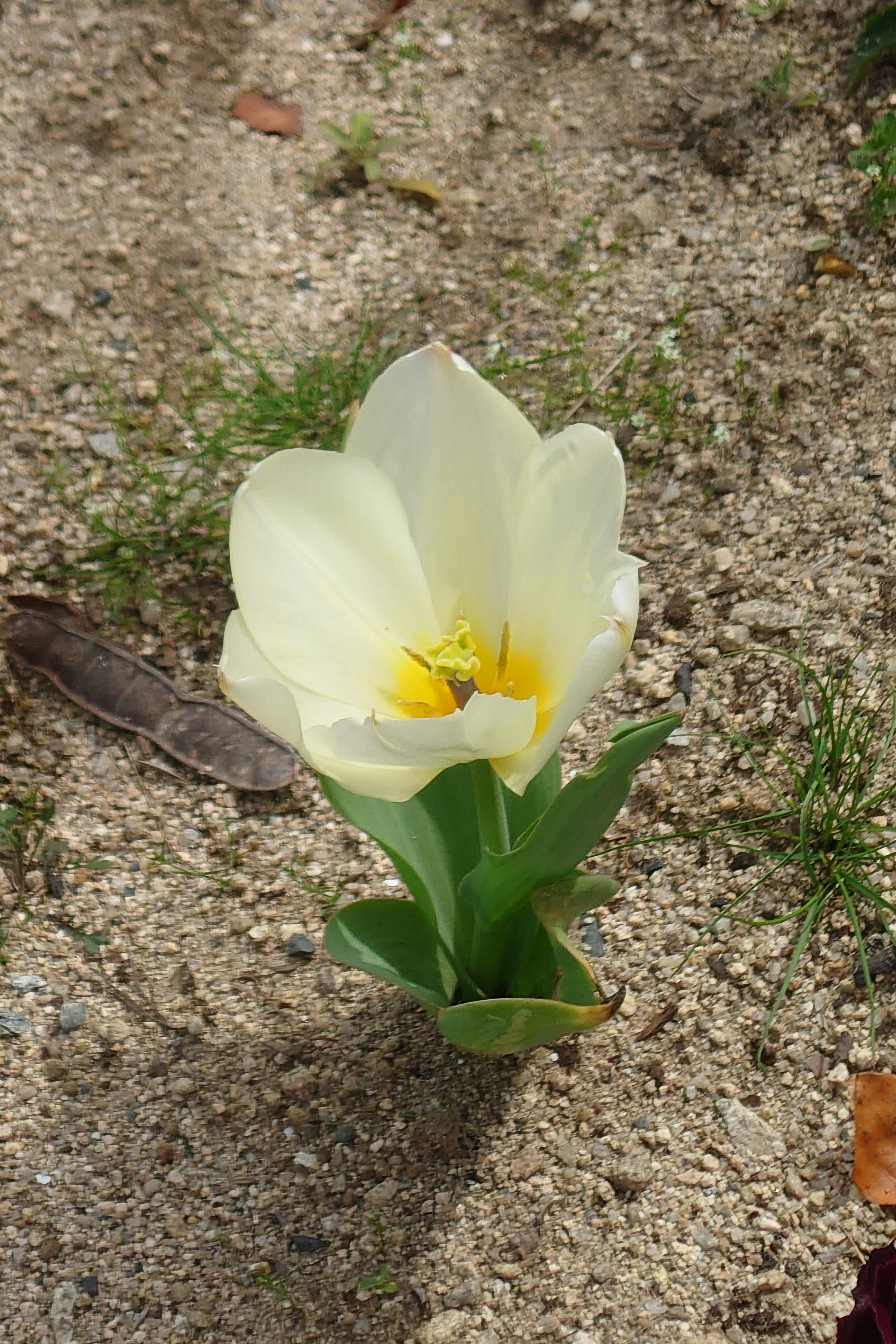 A flower with white petals and a yellow center blooming in sandy soil