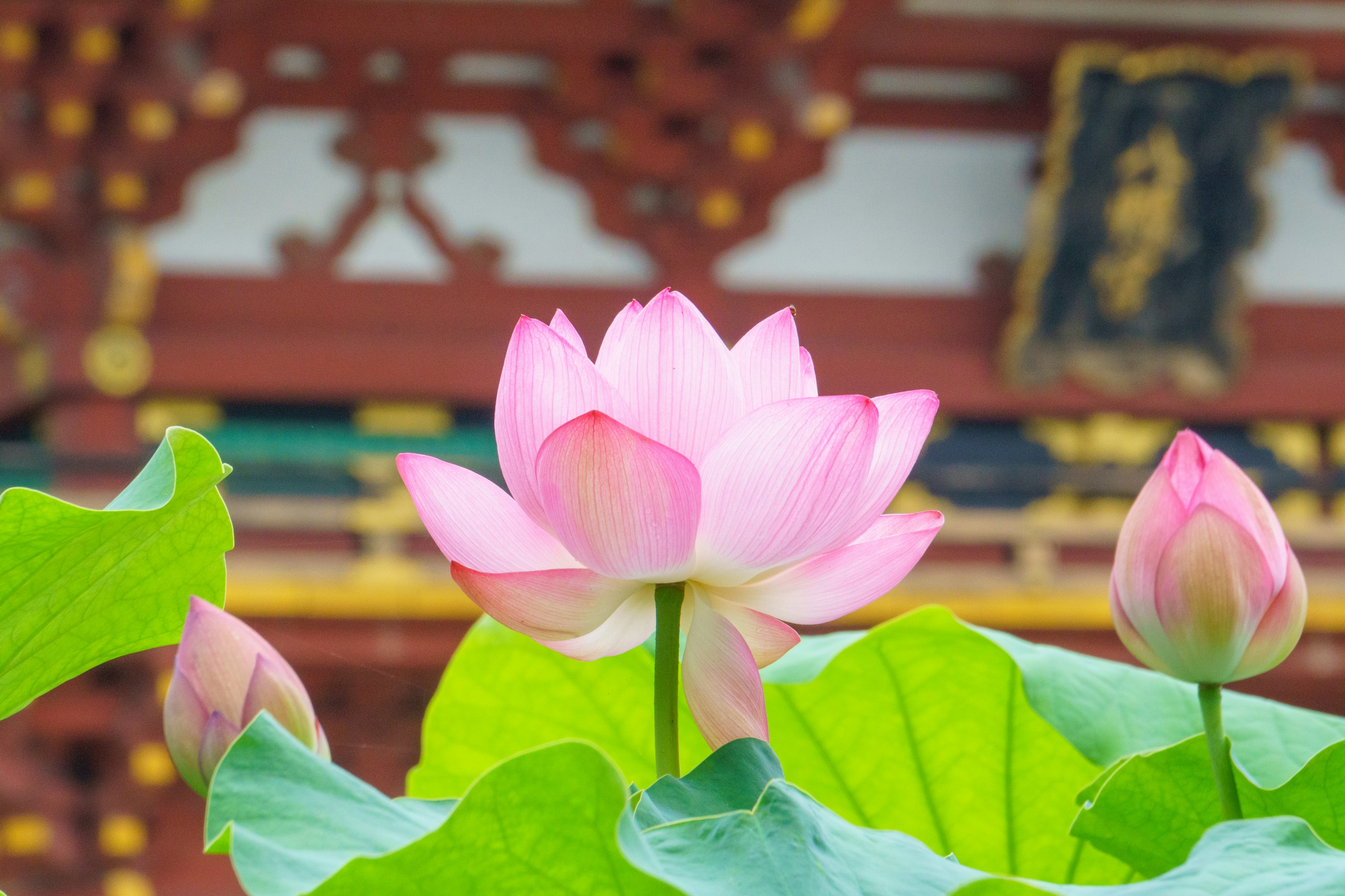 A beautiful pink lotus flower and buds among green leaves with traditional architecture in the background