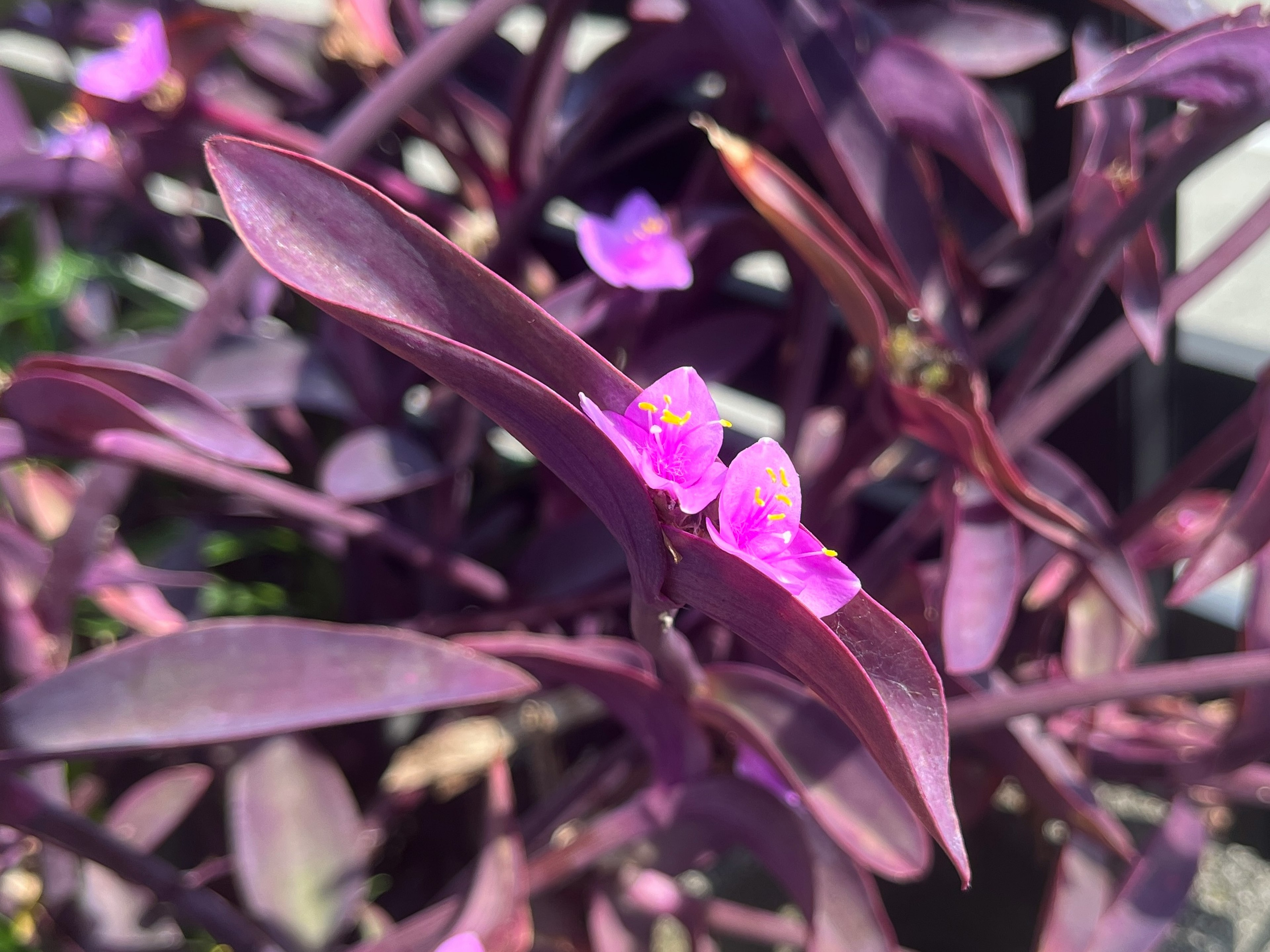 美しい紫色の植物に小さな紫の花が咲いている