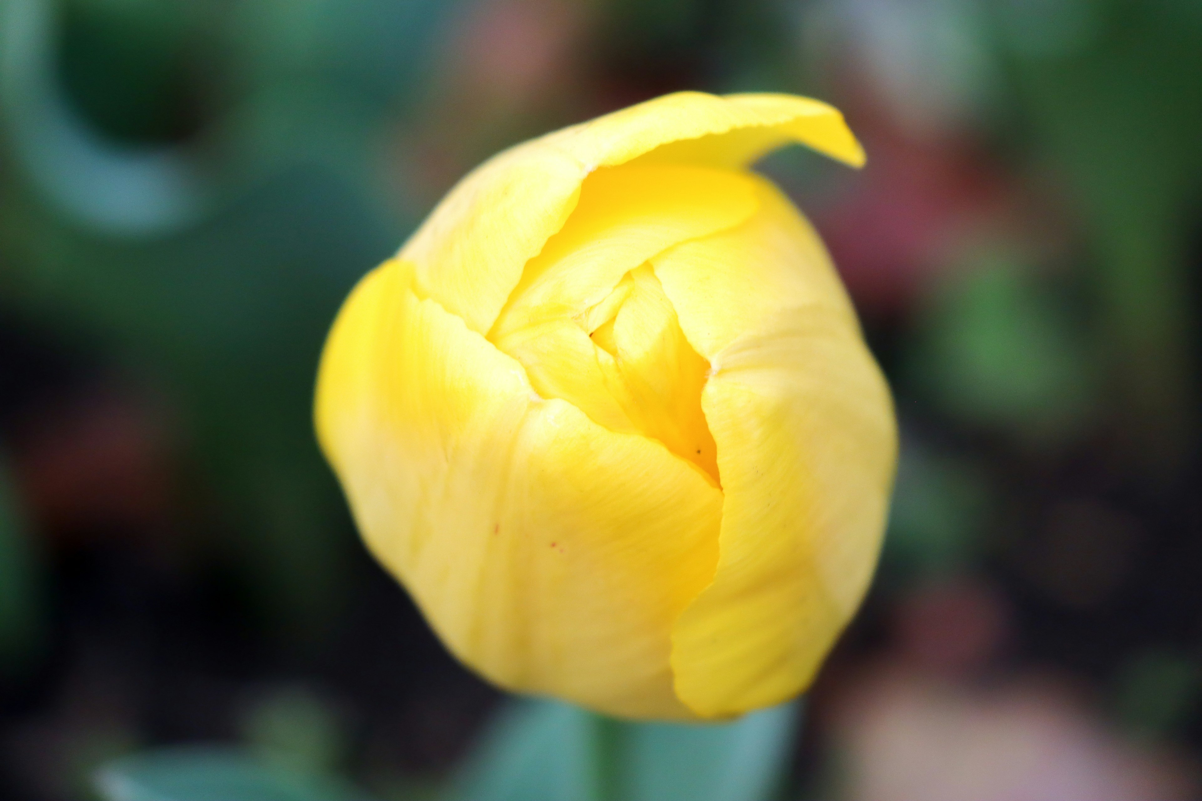 Gelber Tulpenknospe vor grünem Hintergrund