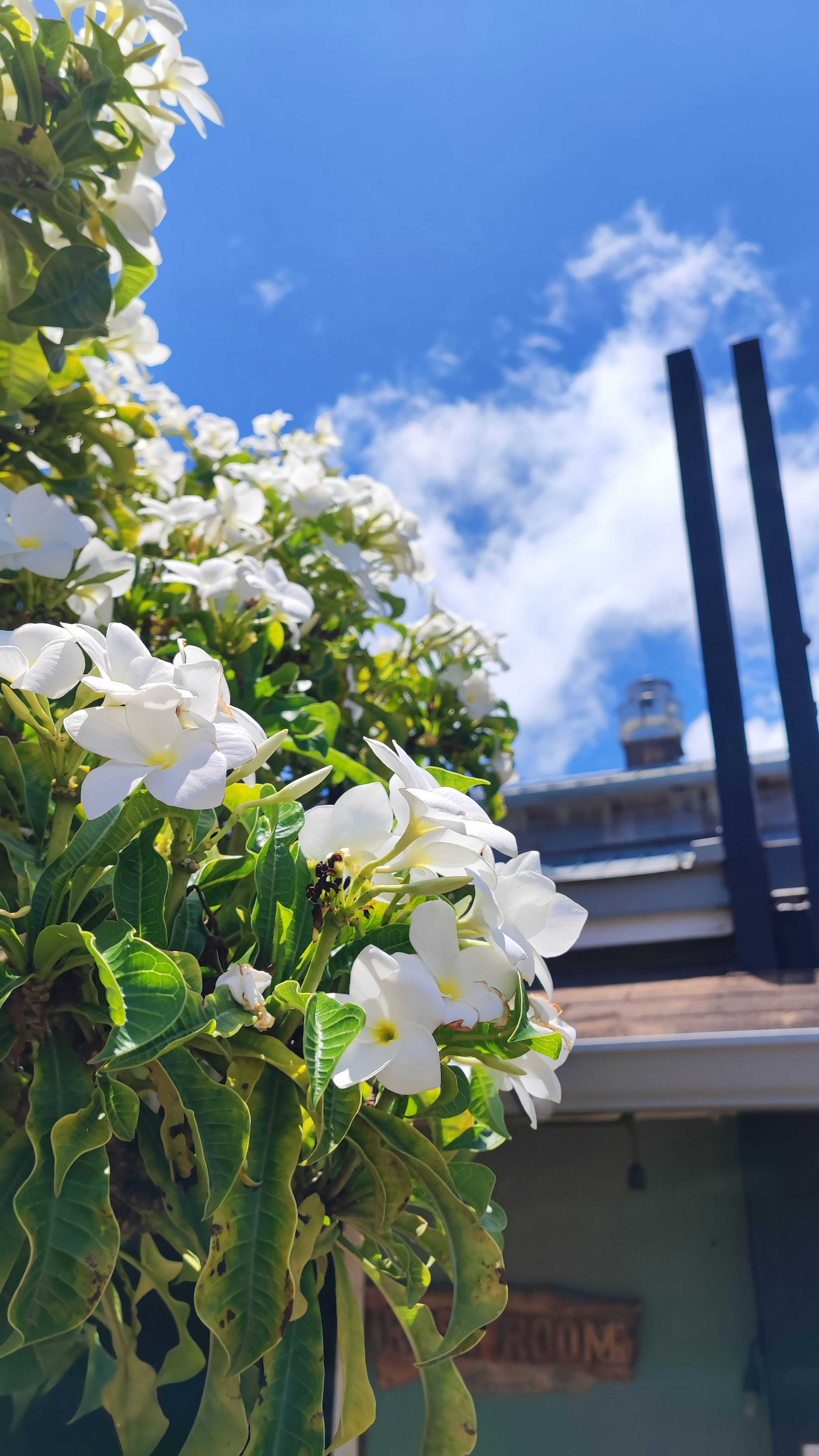 Flores blancas vibrantes con hojas verdes exuberantes bajo un cielo azul claro