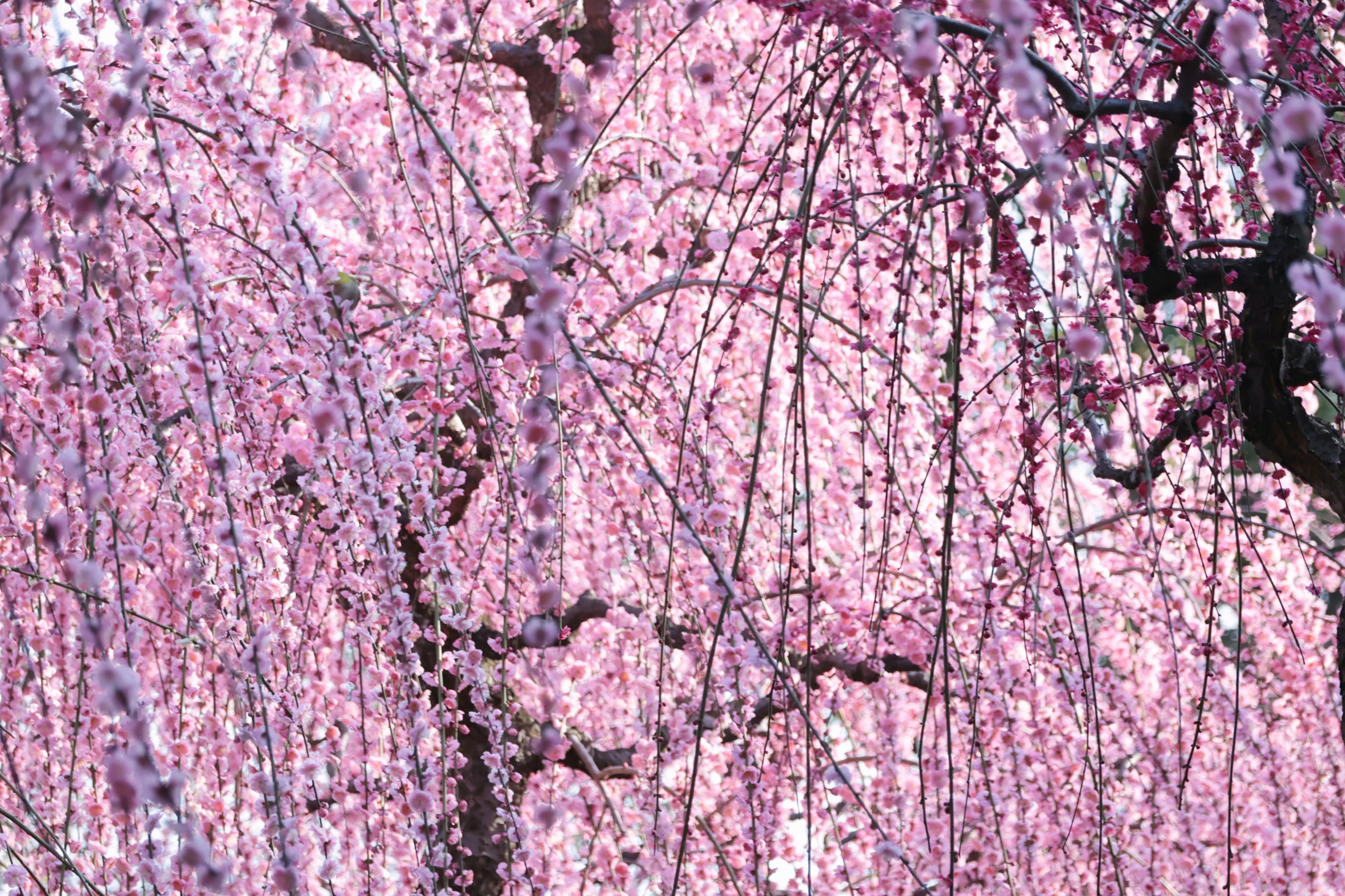 Une vue magnifique des branches de cerisier en pleine floraison