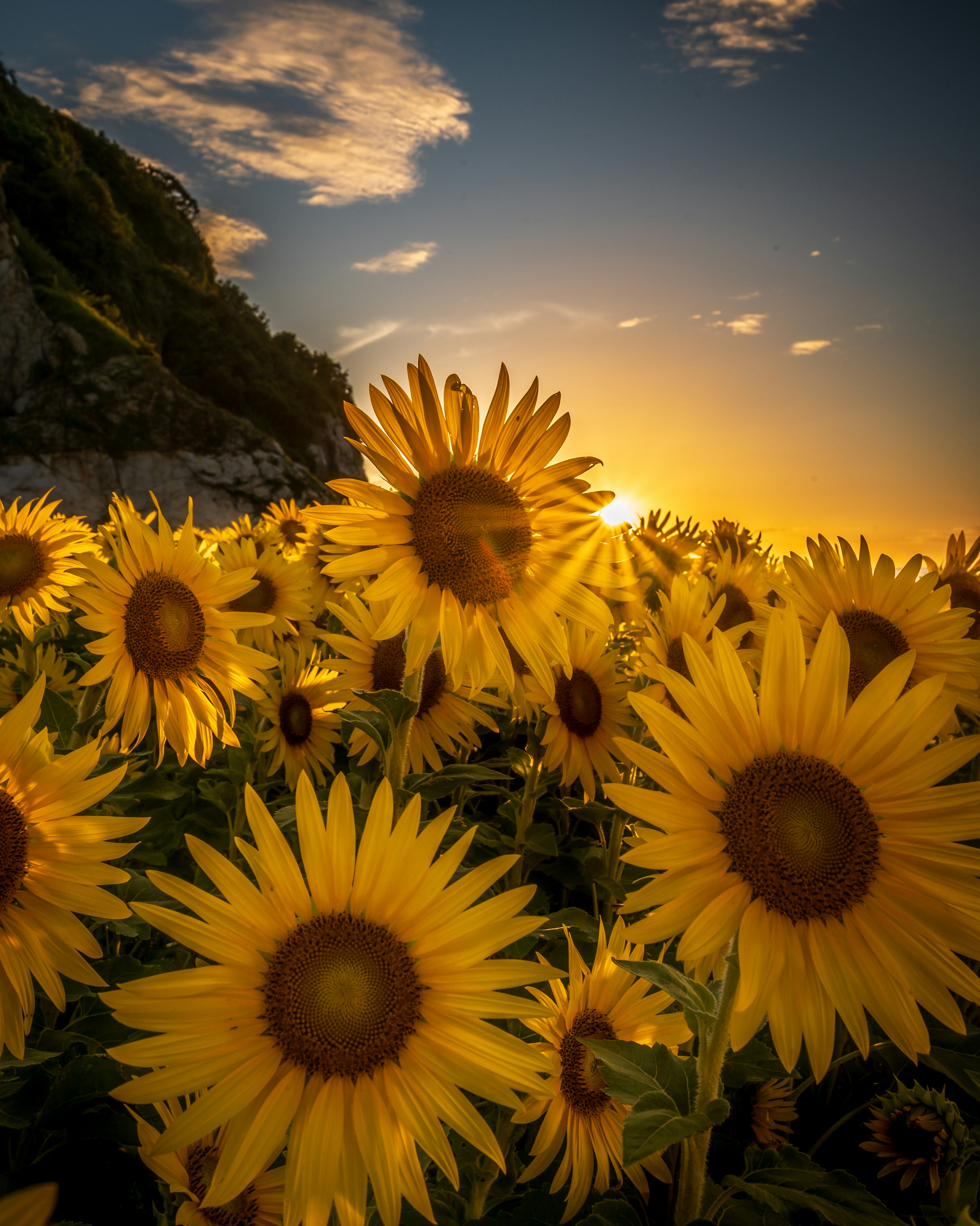 Un champ de tournesols avec un coucher de soleil en arrière-plan