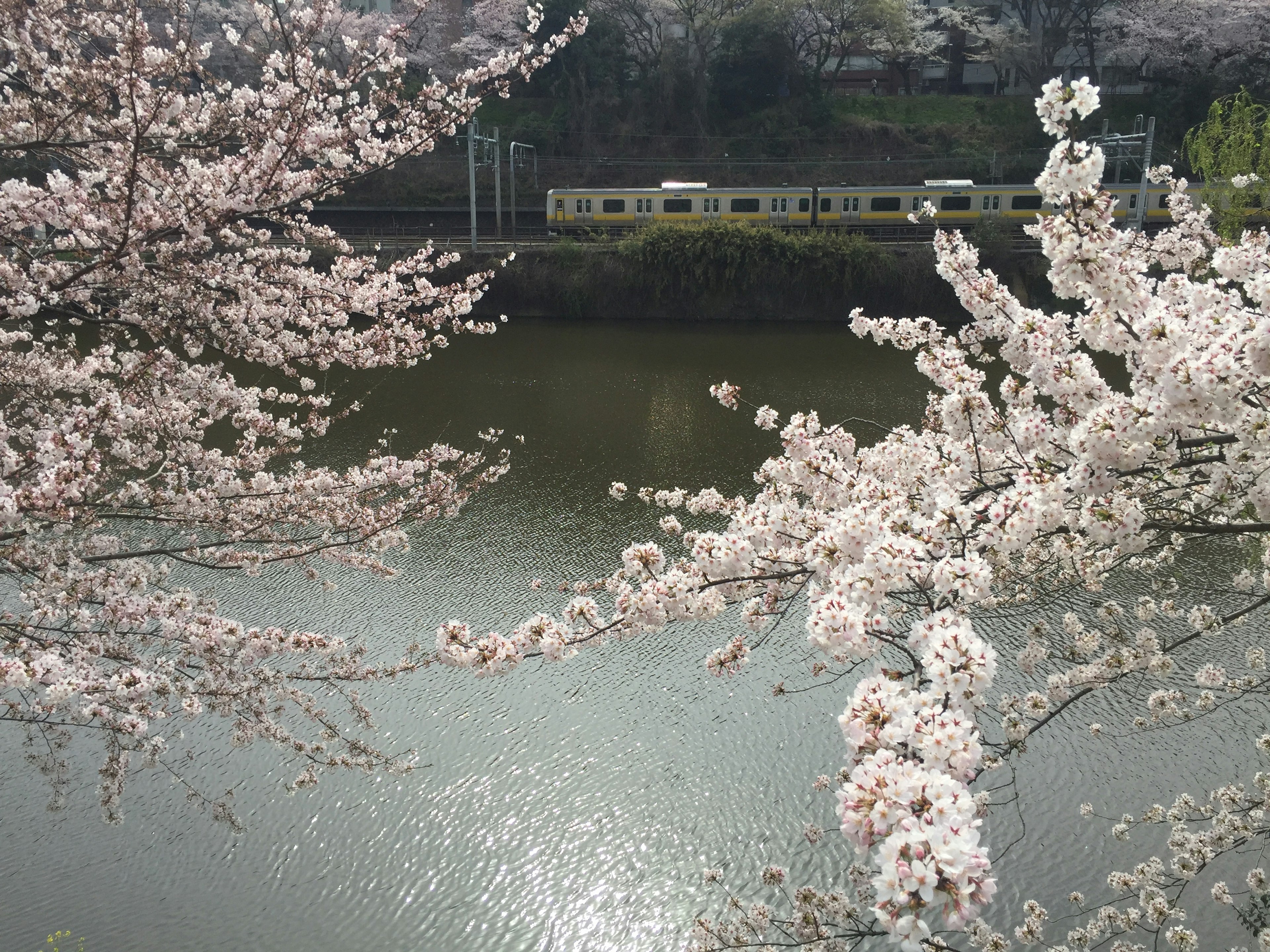 Kirschblüten rahmen einen Blick auf den Fluss mit einem Zug