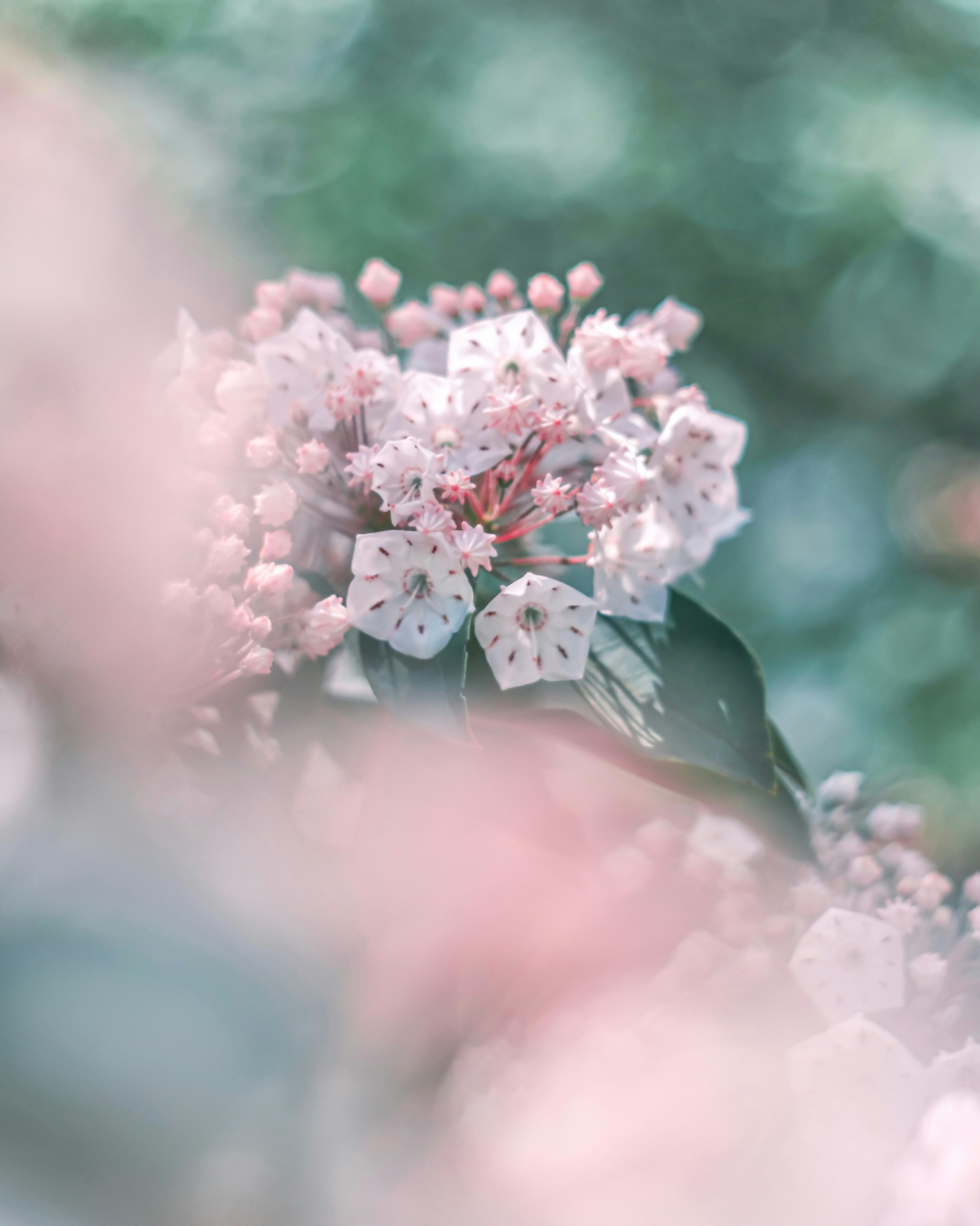 Zarte rosa Blumen blühen sanft in einem verschwommenen Hintergrund