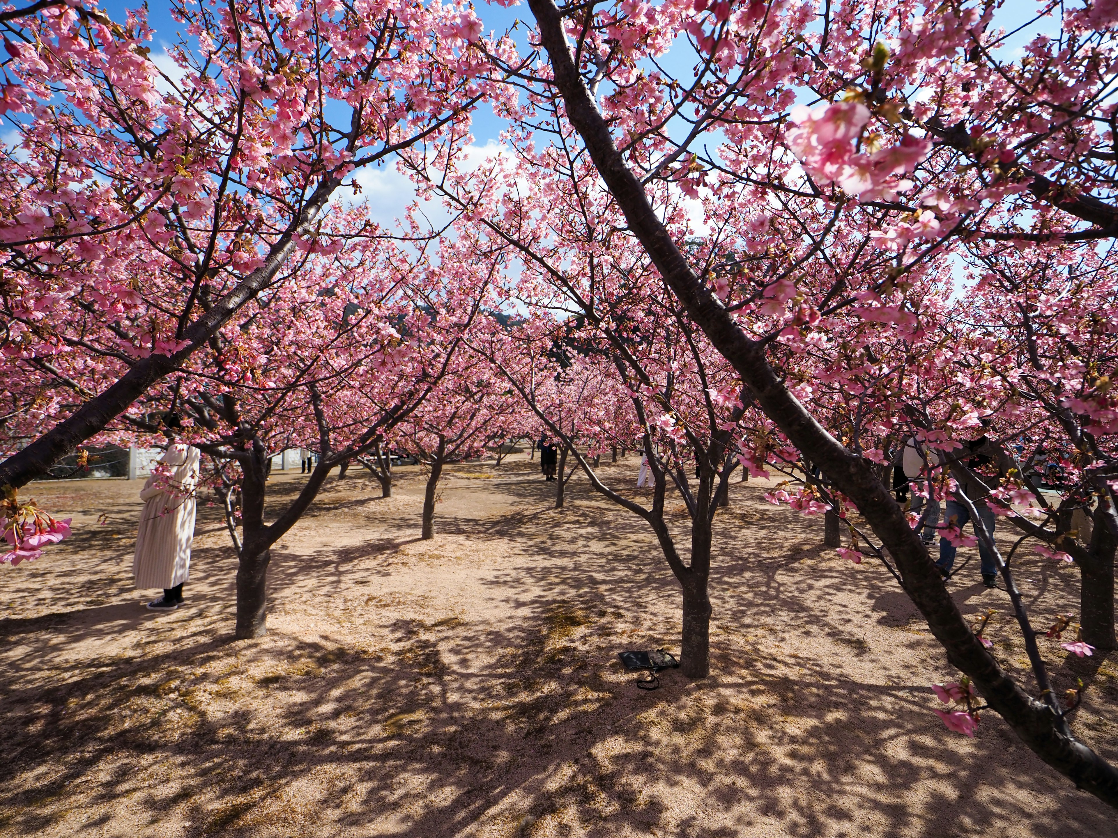 Pemandangan pohon sakura mekar dengan langit biru dan bayangan