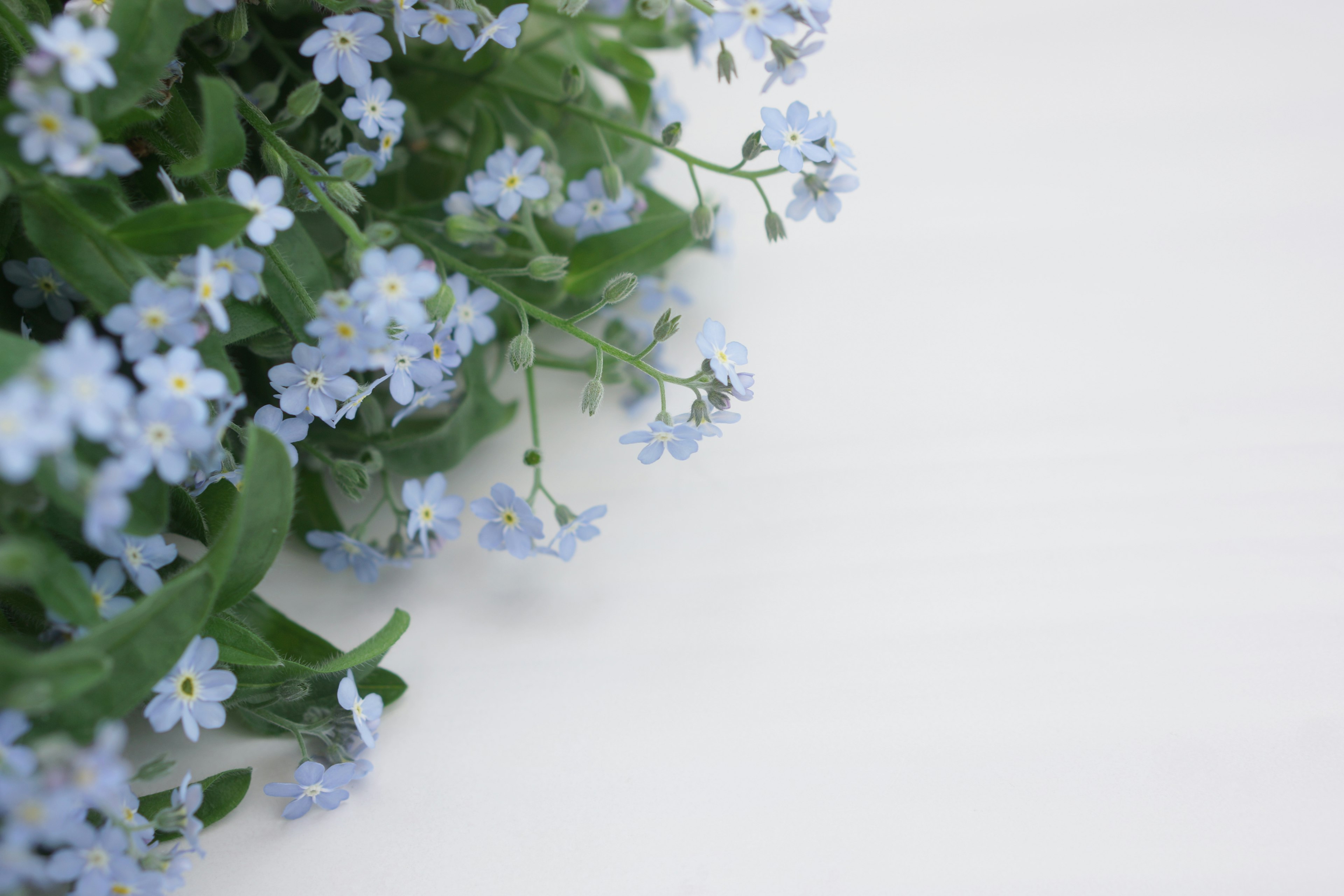 Delicate ciuffi di piccoli fiori blu con foglie verdi