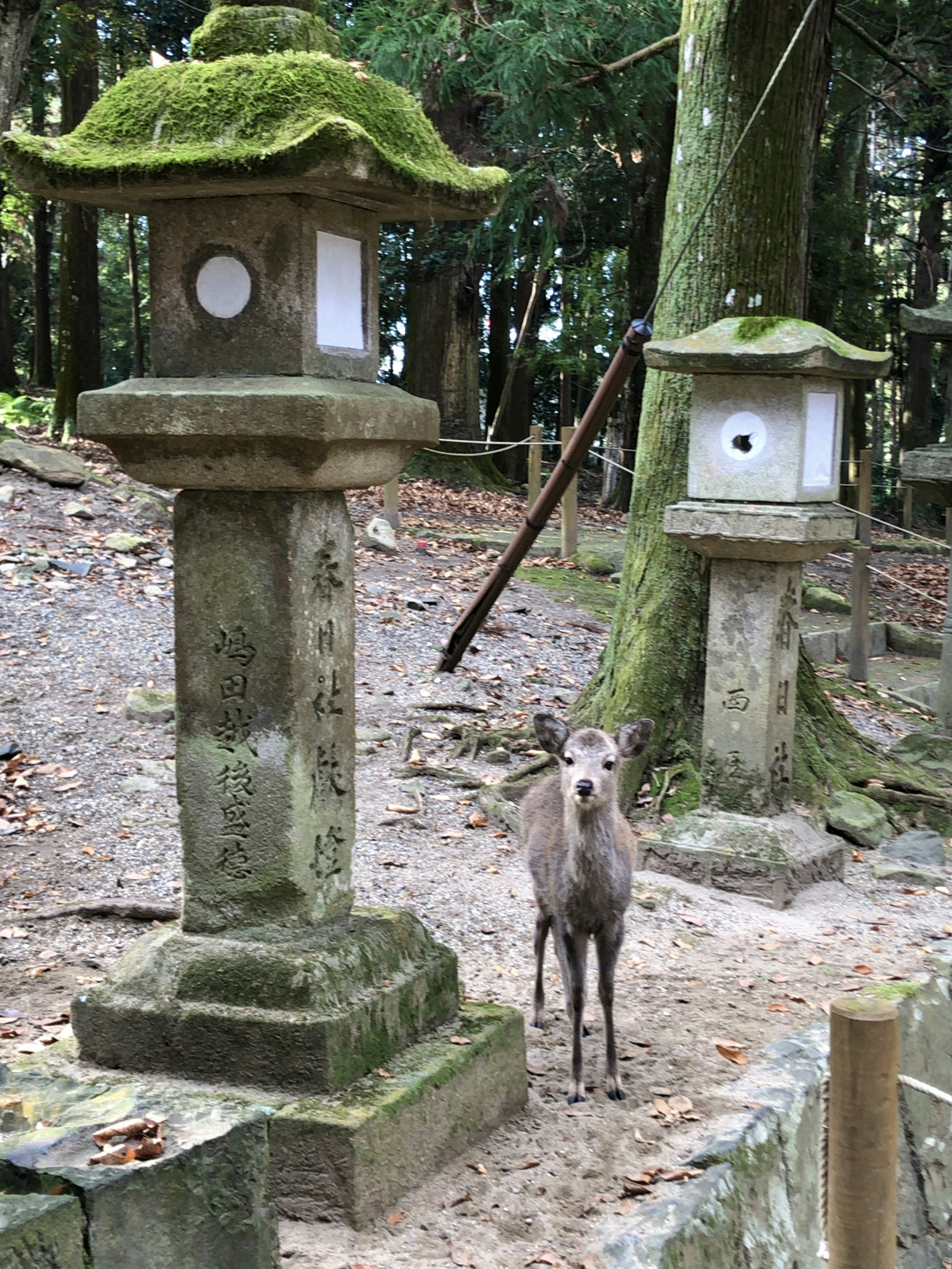 Une scène forestière sereine avec des lanternes en pierre couvertes de mousse et un cerf