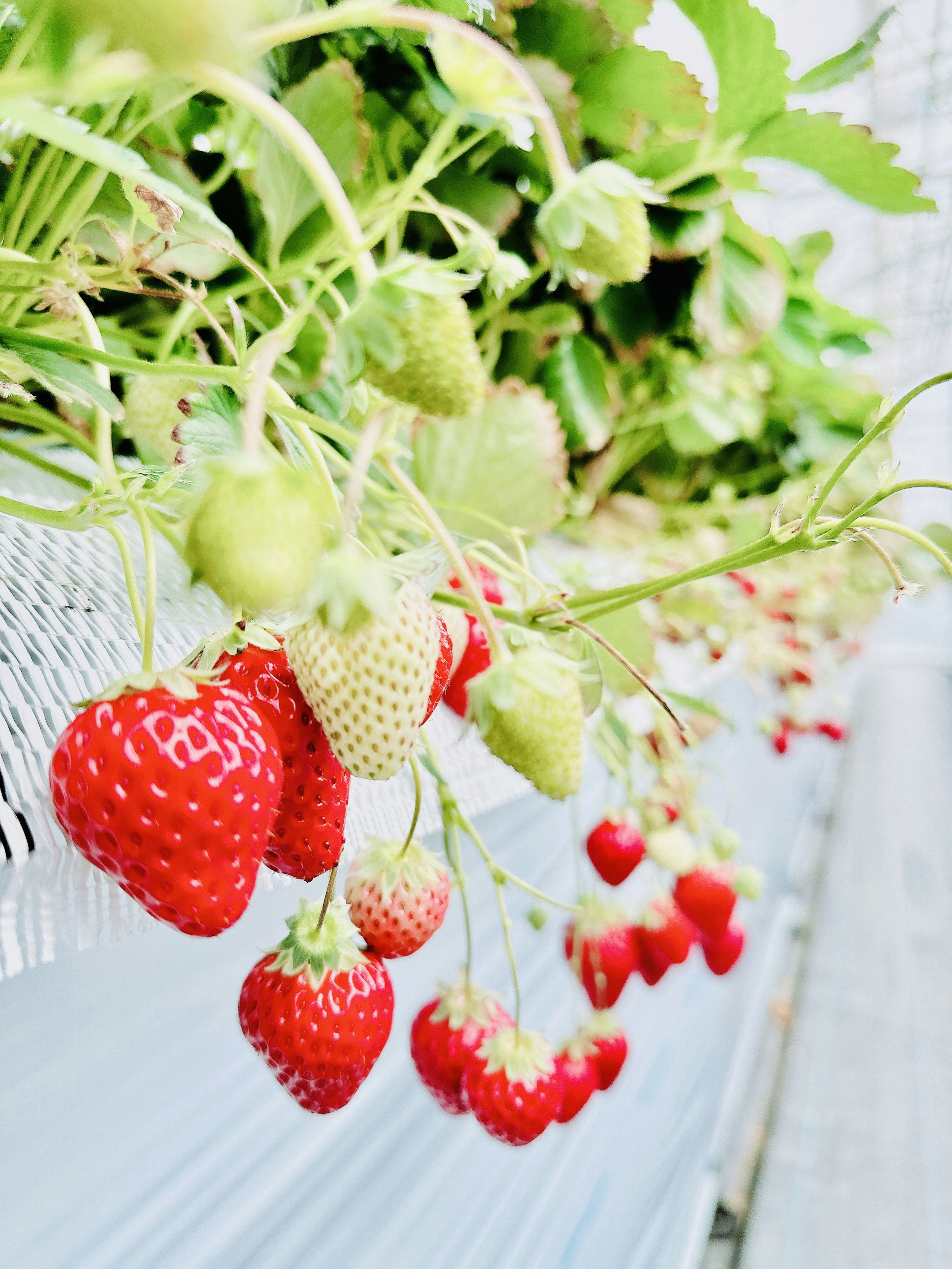 Rote Erdbeeren und grüne Erdbeeren hängen von einer Rebe