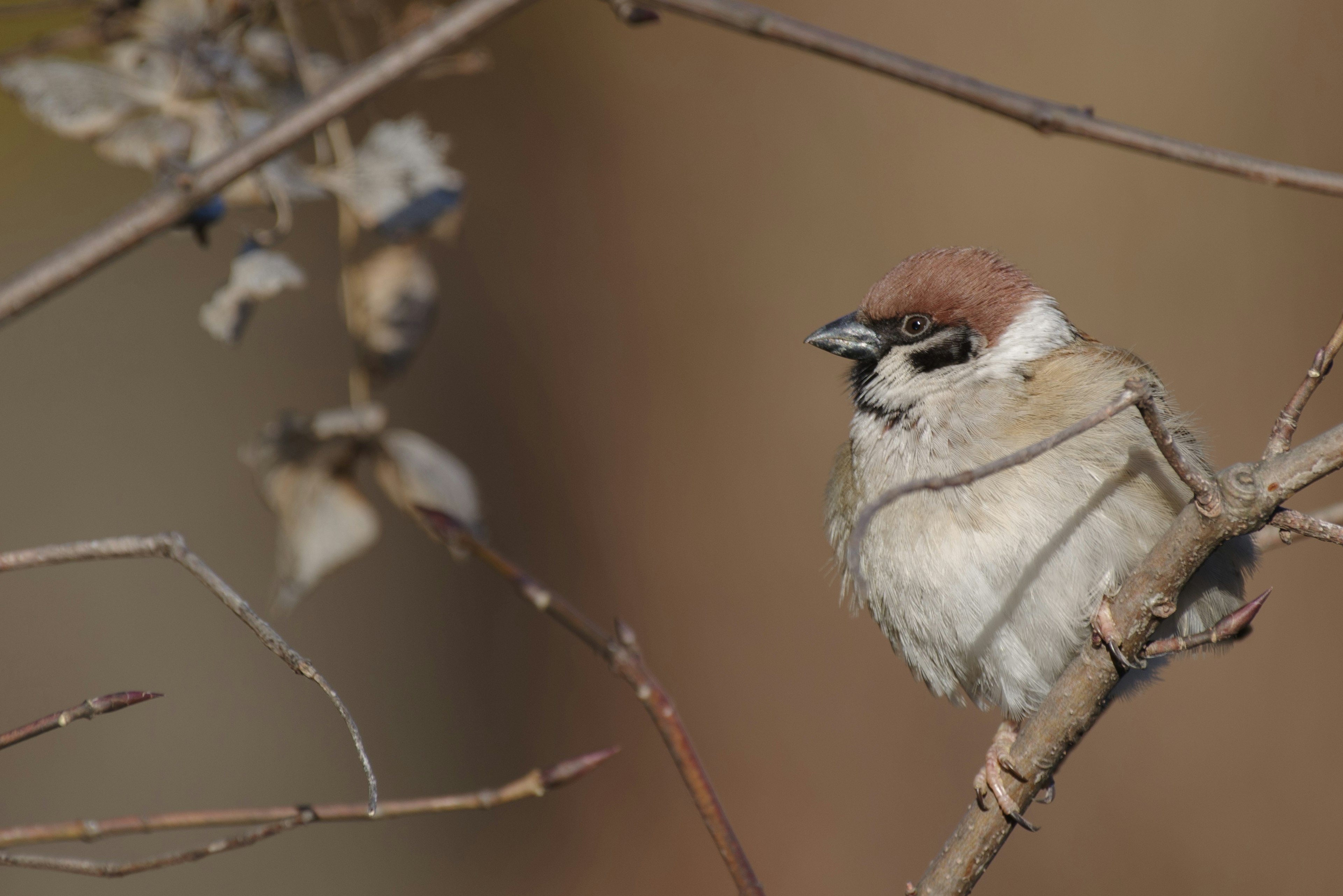 Un piccolo uccello con la testa marrone appollaiato su un ramo