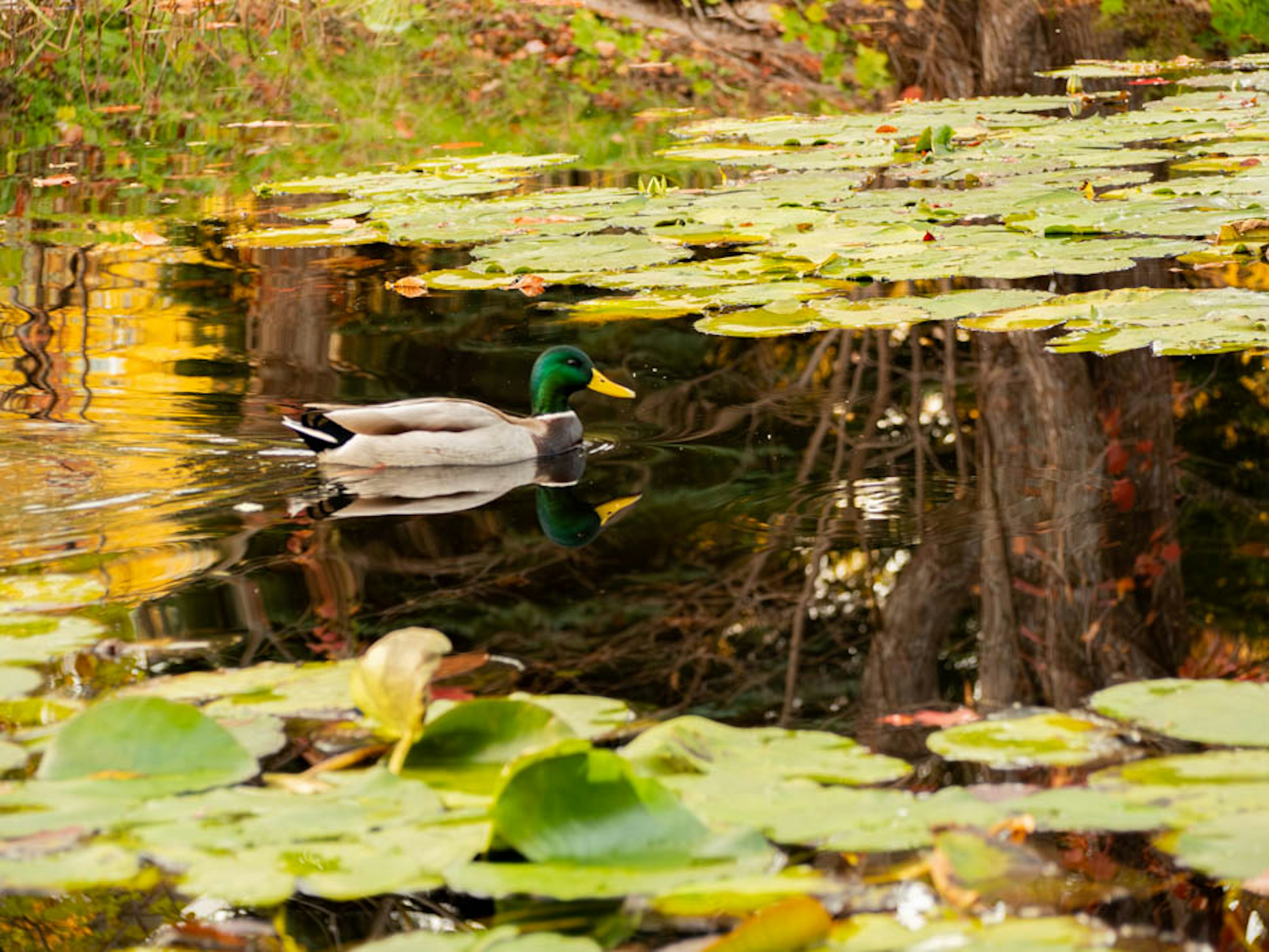 Mallard duck swimming among lily pads on a tranquil pond