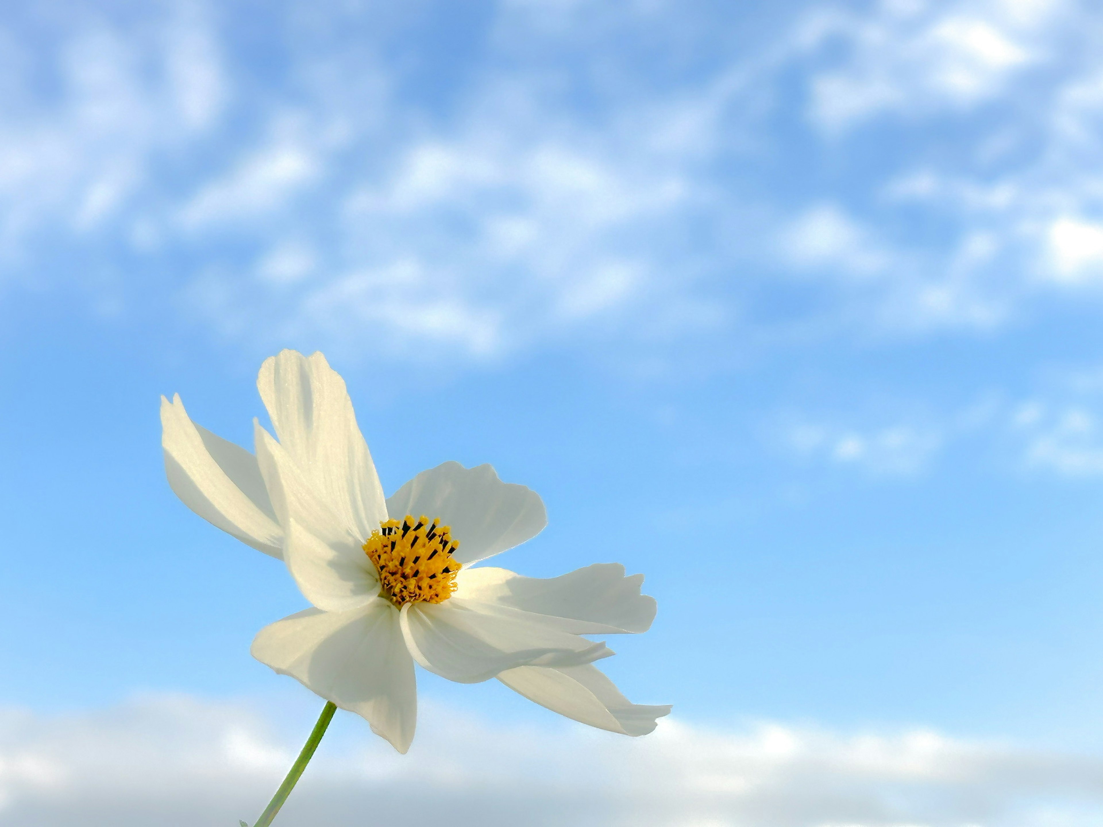 Primo piano di un fiore bianco contro un cielo blu