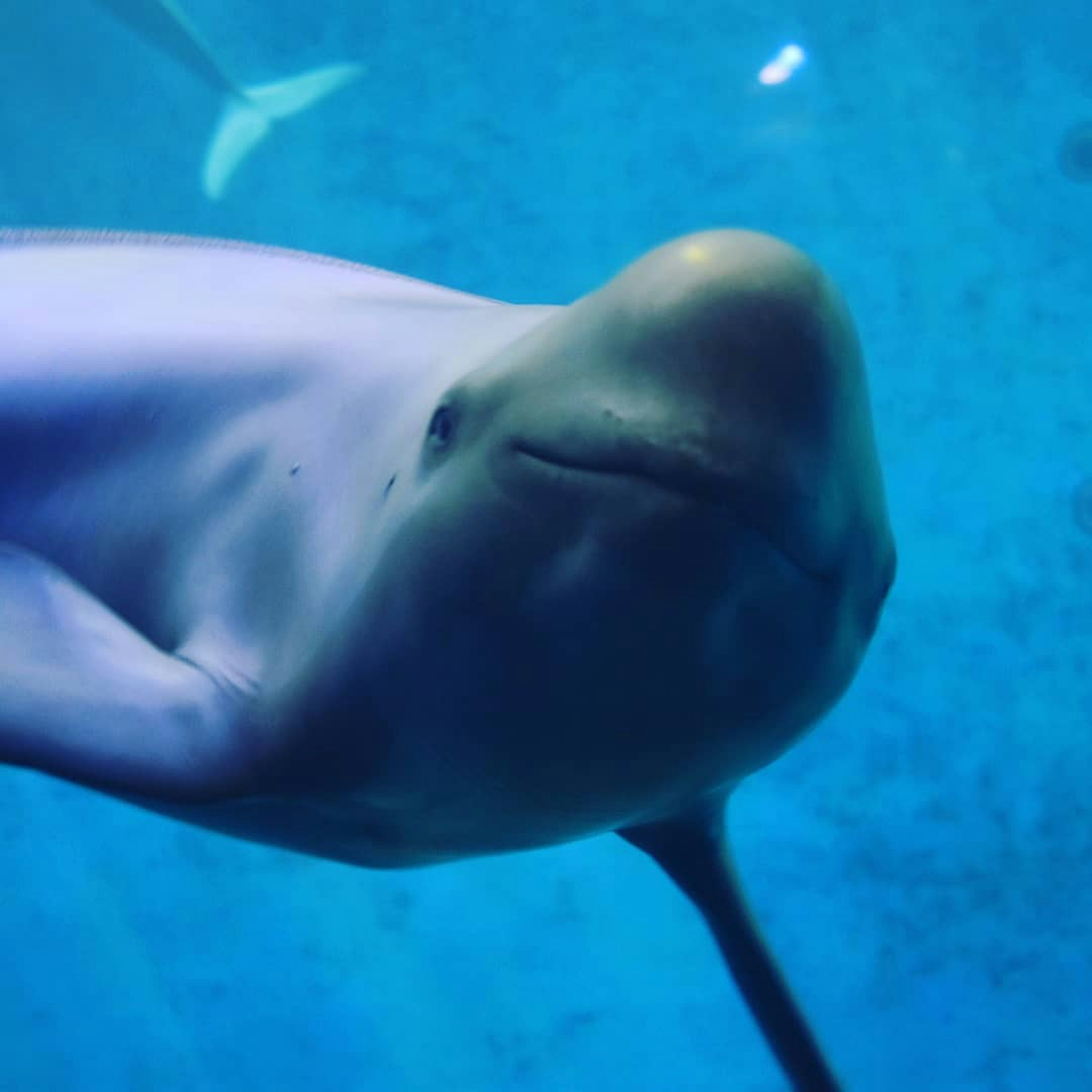 Primer plano de una ballena beluga nadando en agua azul