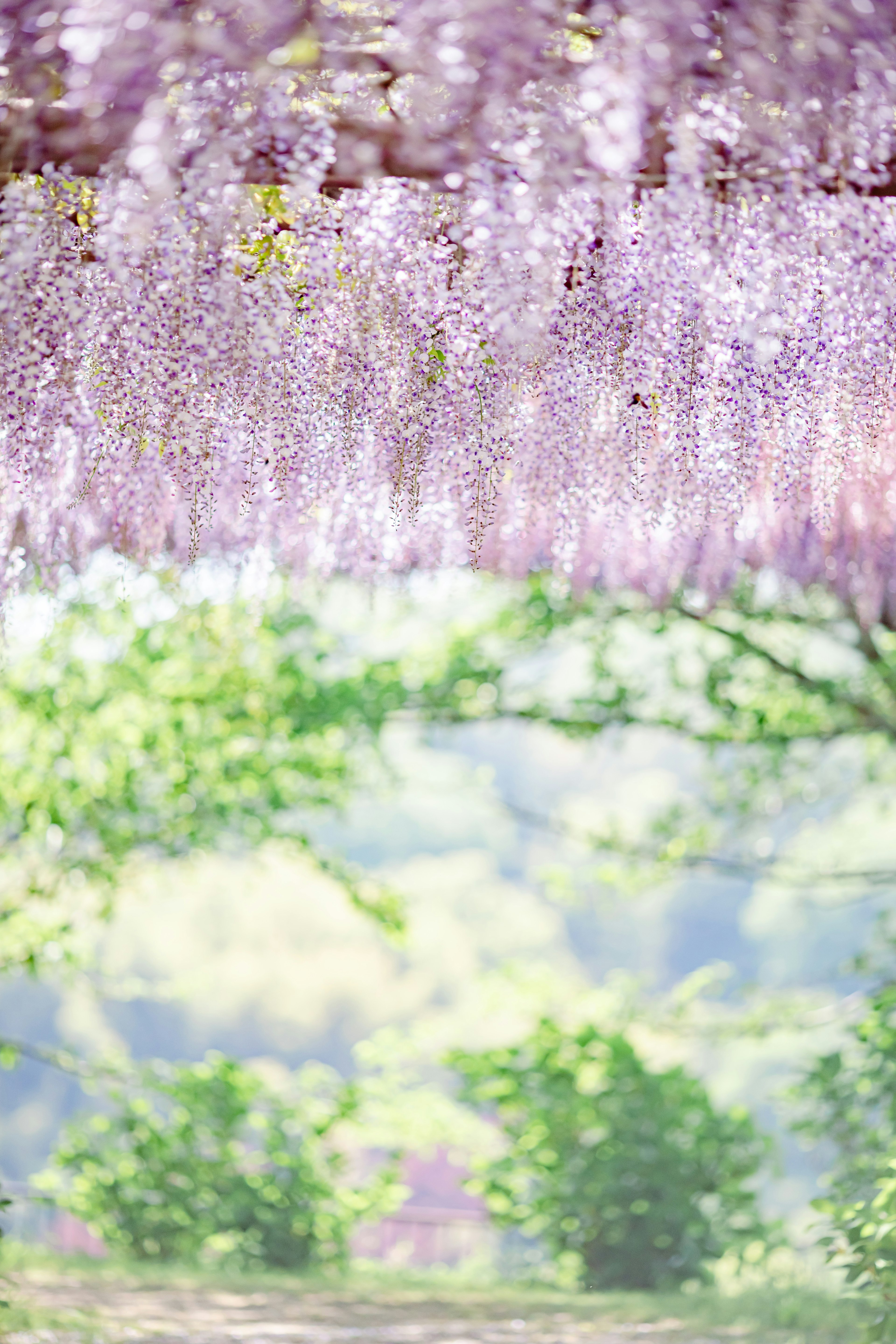 Eine Landschaft mit hängenden lila Glyzinienblüten und grünen Bäumen im Hintergrund