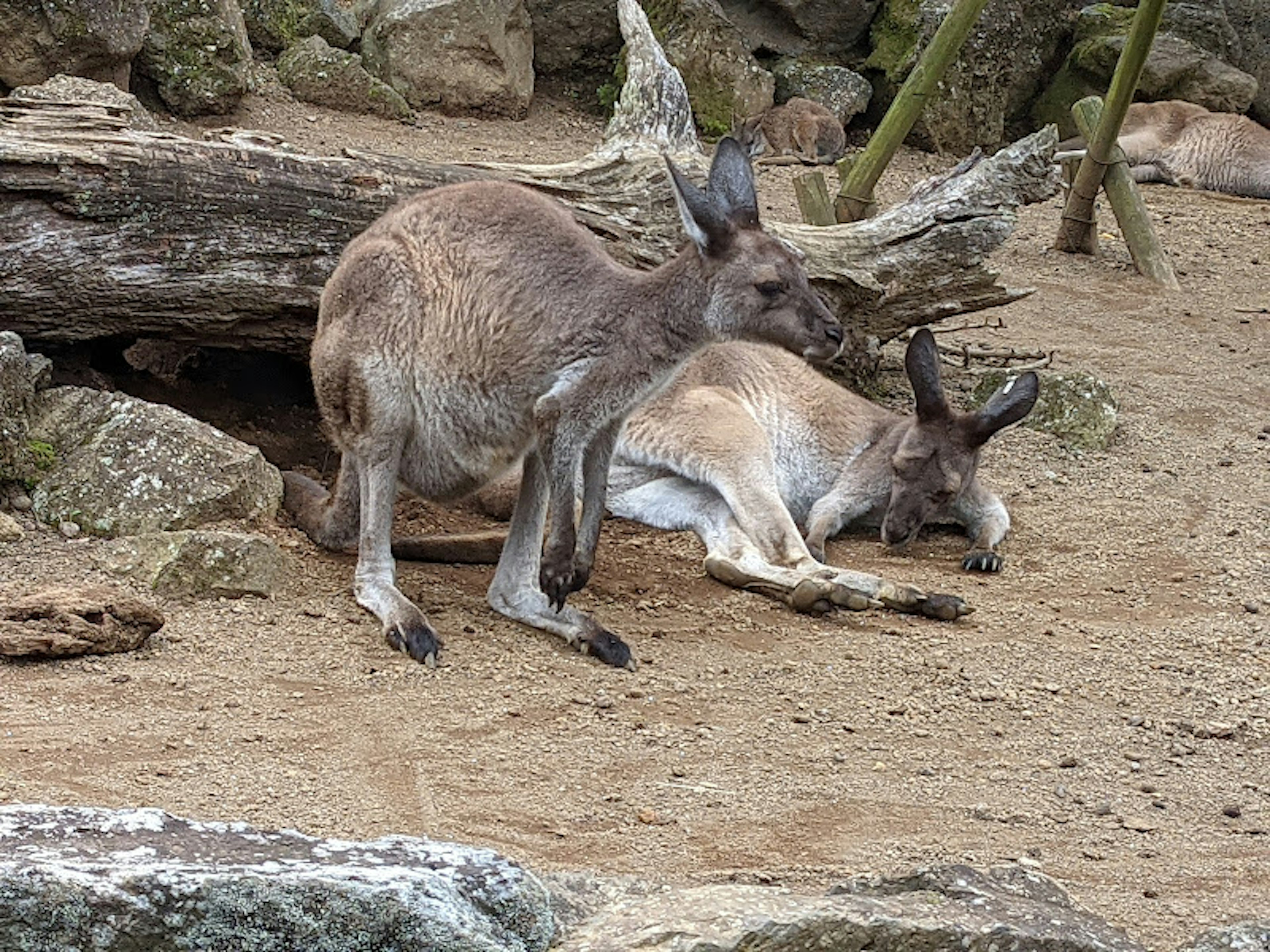 Un canguro in piedi vicino a un altro canguro sdraiato in un ambiente naturale