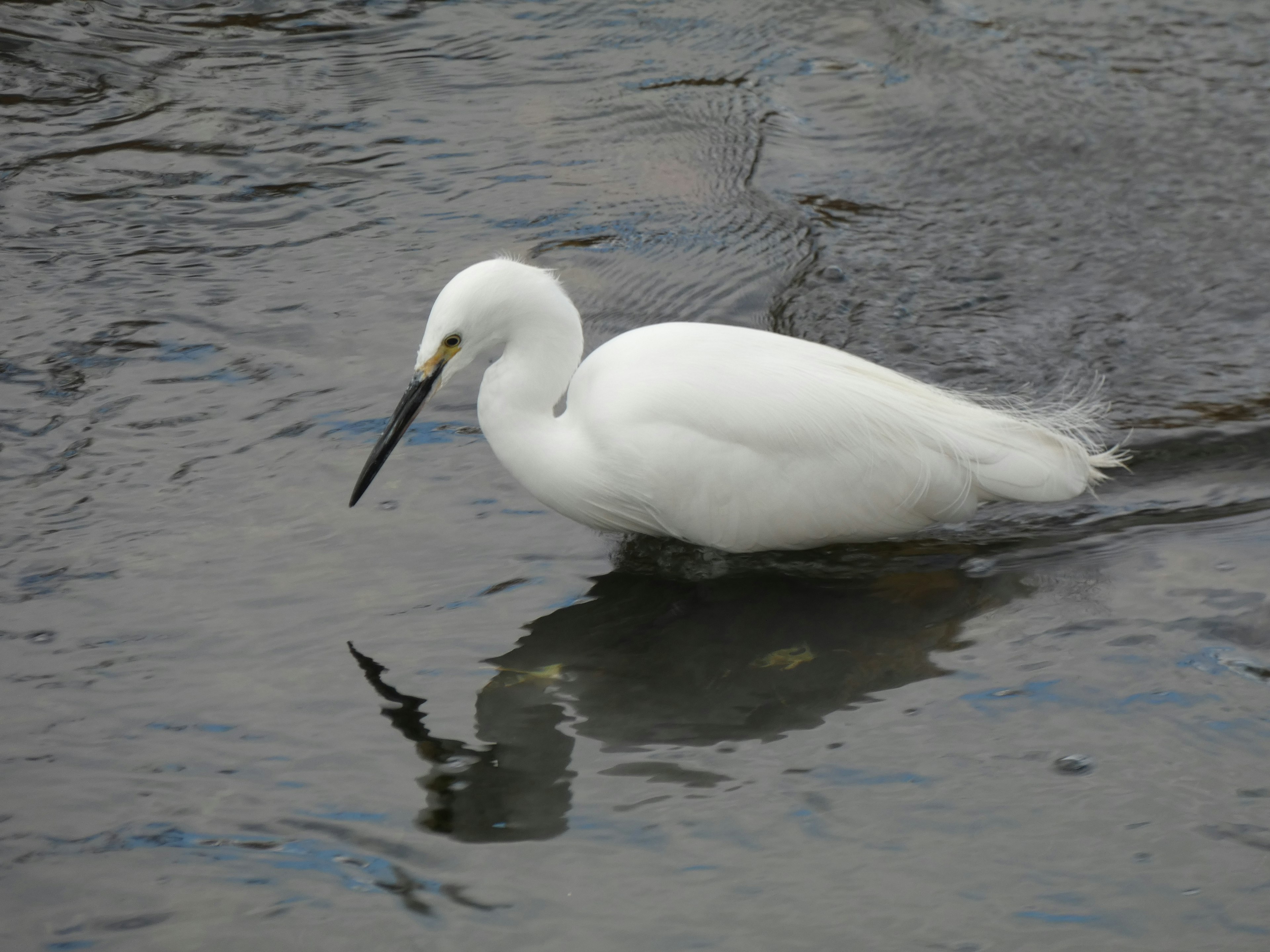 Una garza blanca buscando comida en el agua