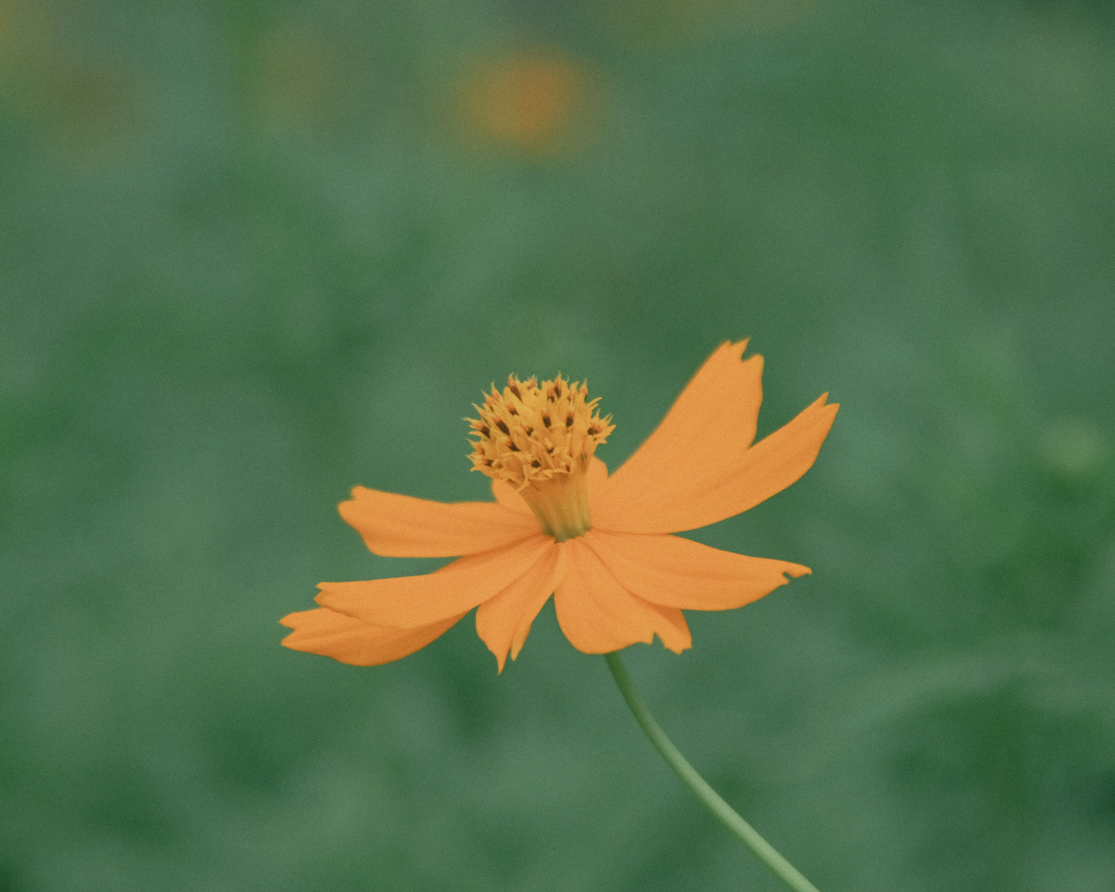 オレンジ色の花が緑の背景に映える