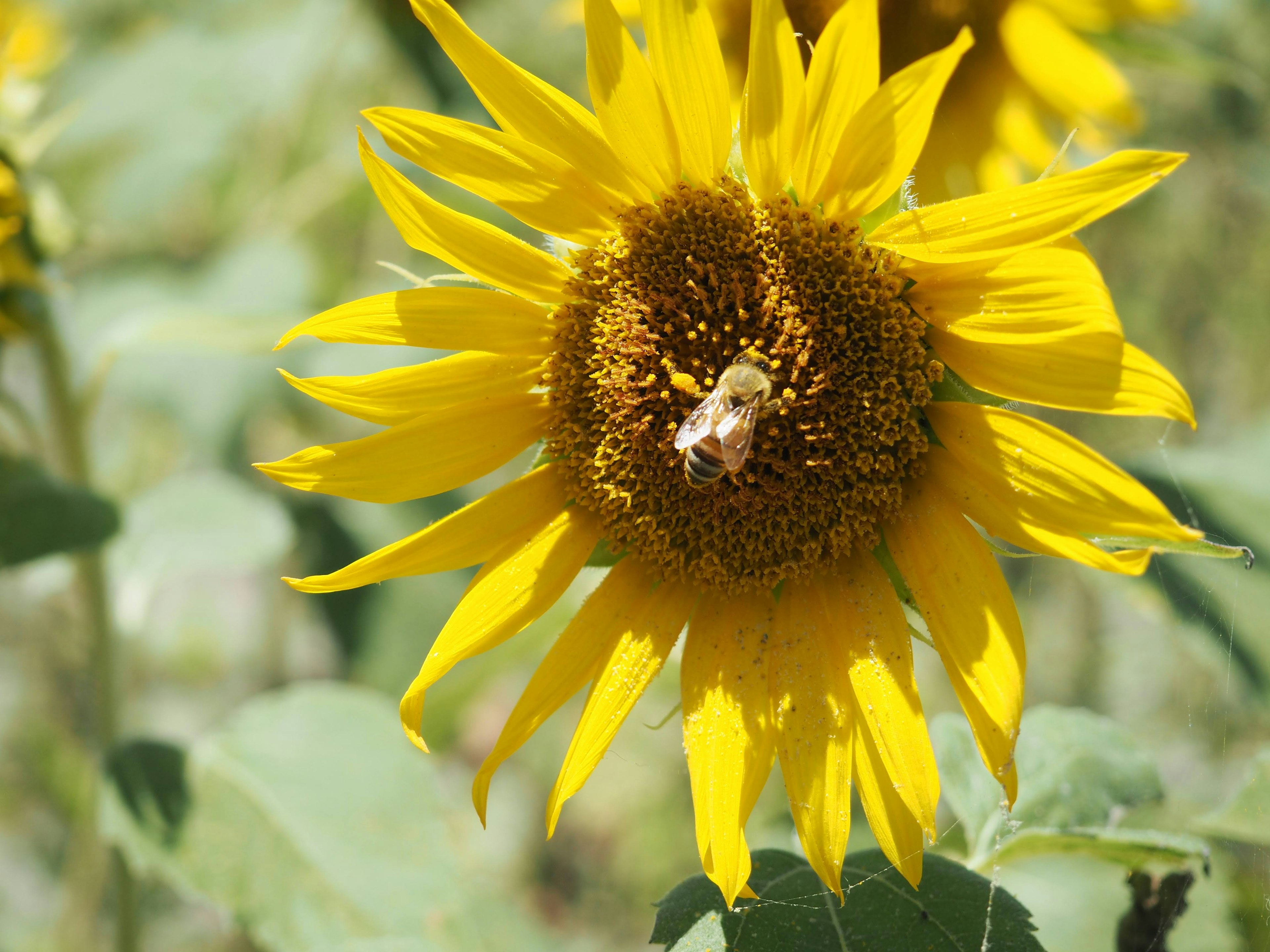 Girasole con un'ape al centro