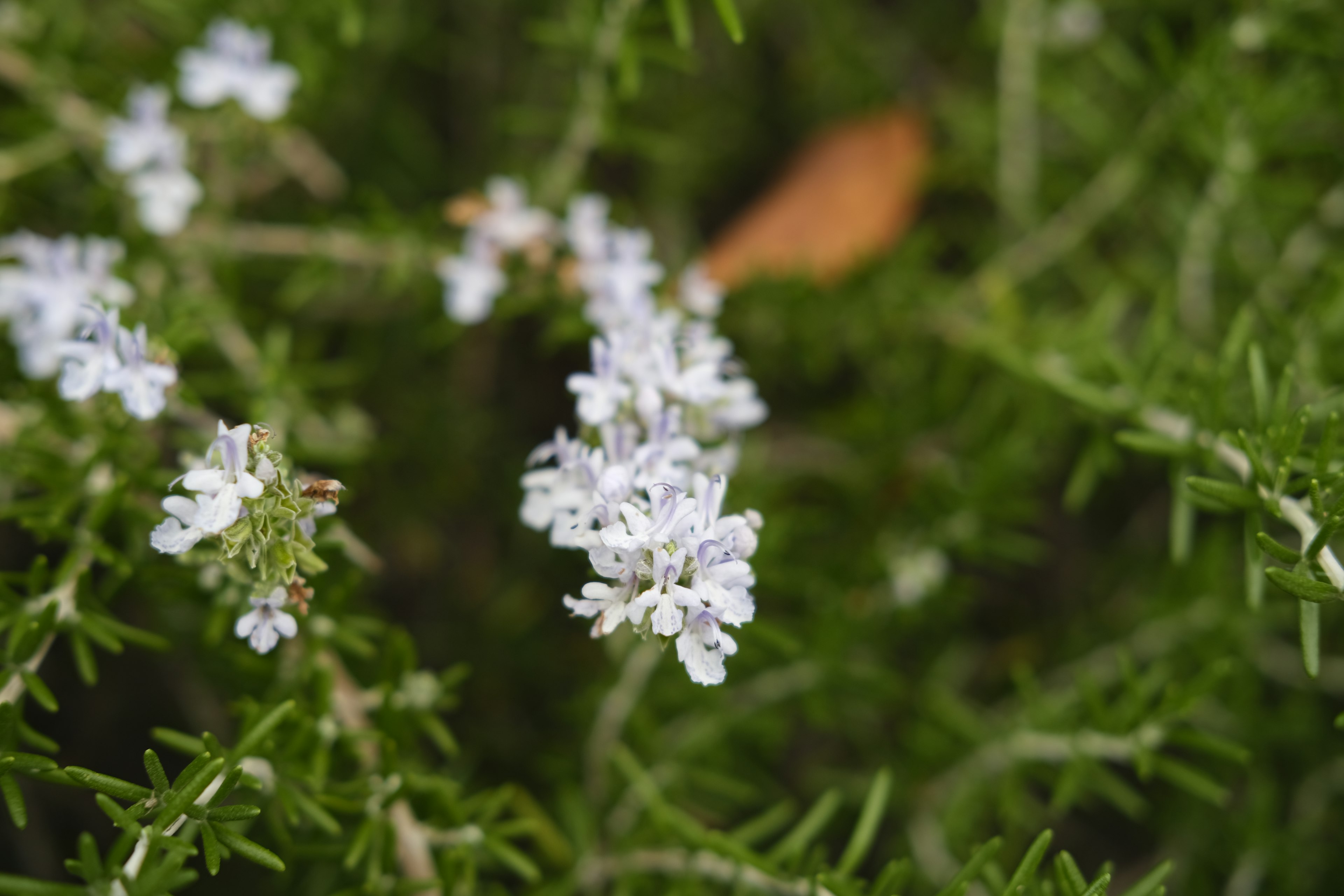 Nahaufnahme einer grünen Pflanze mit kleinen weißen Blüten