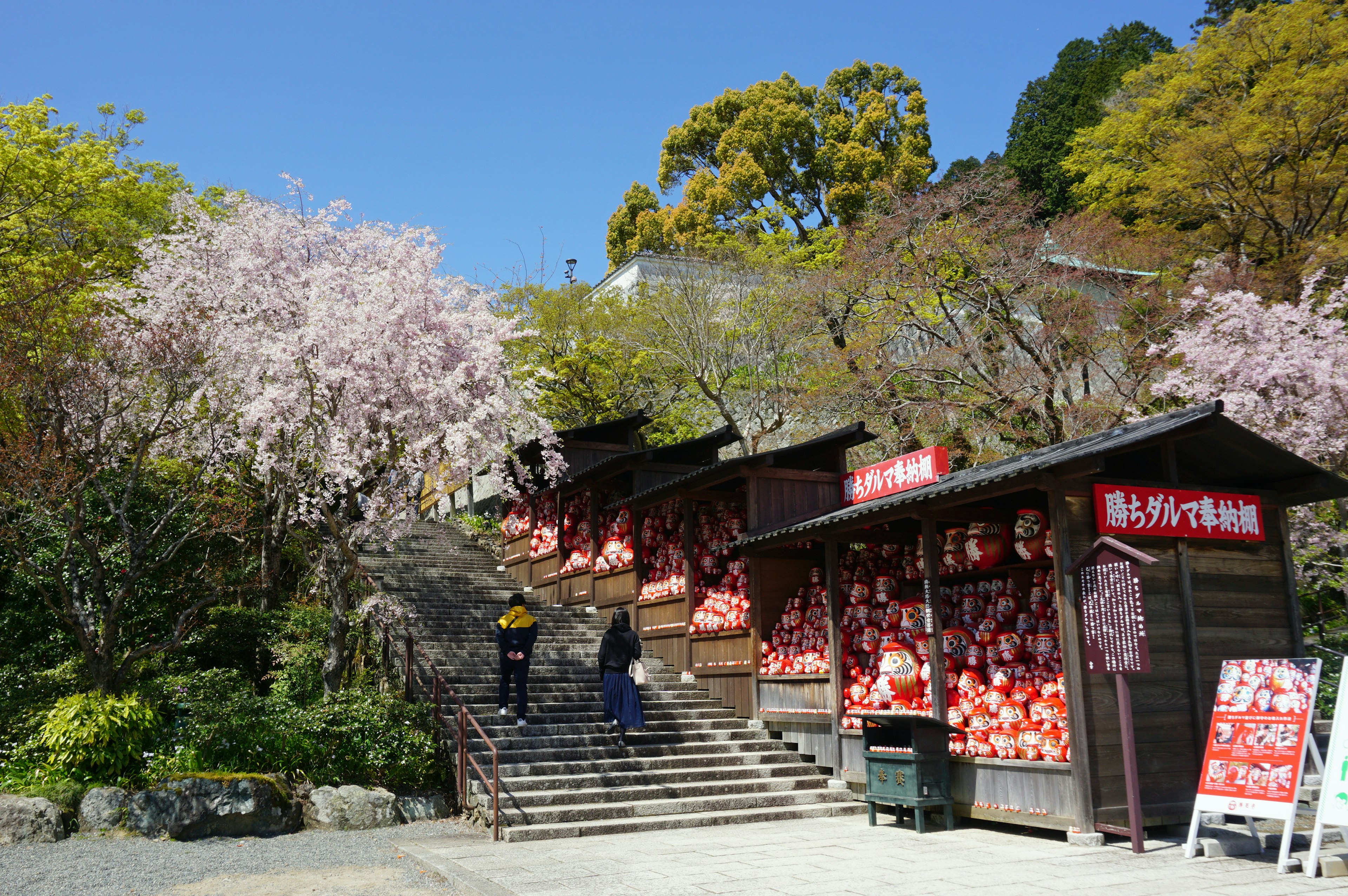 Scenic view of cherry blossoms and traditional buildings along a staircase