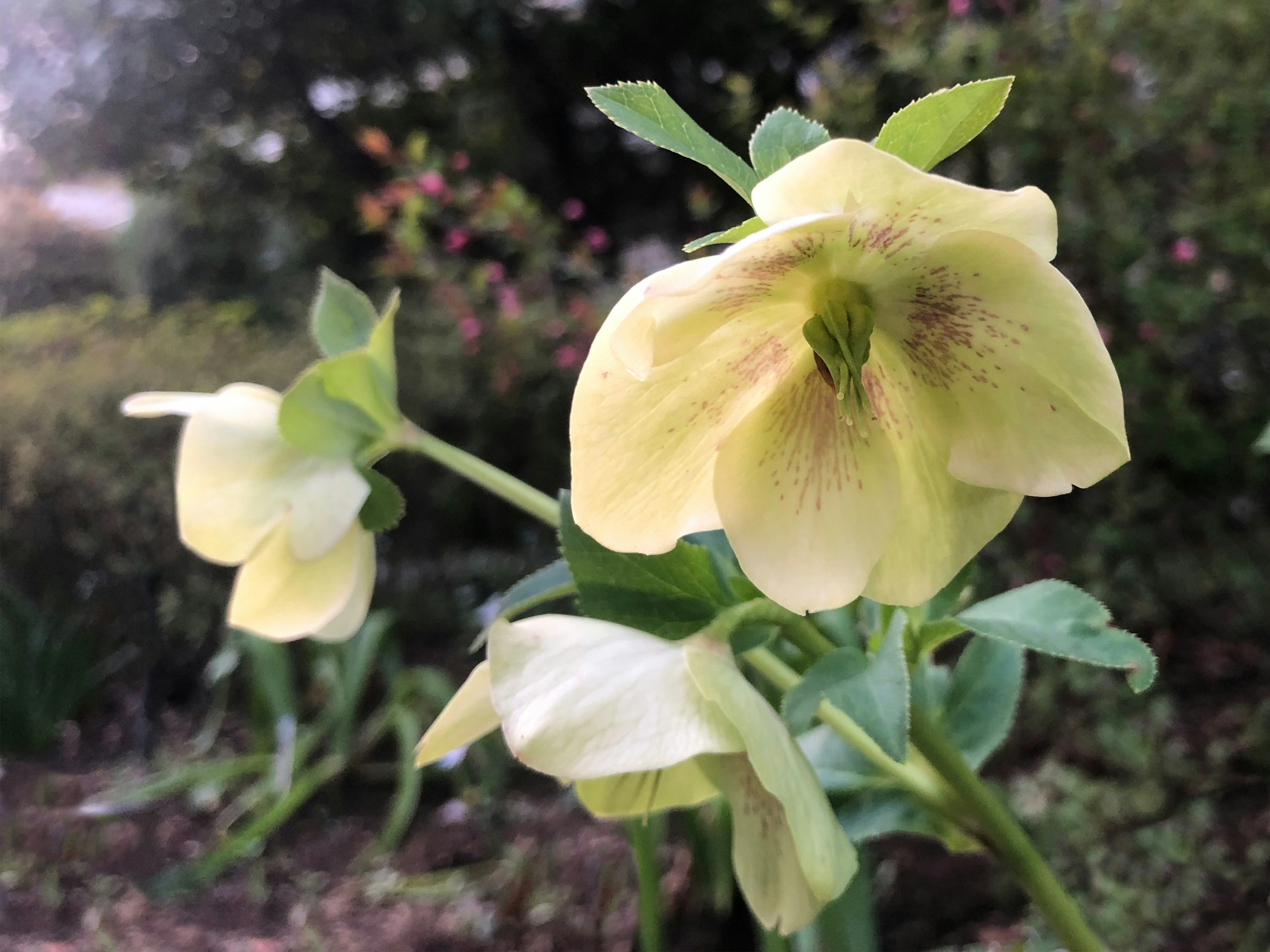 Close-up of yellow flowers blooming on a green plant