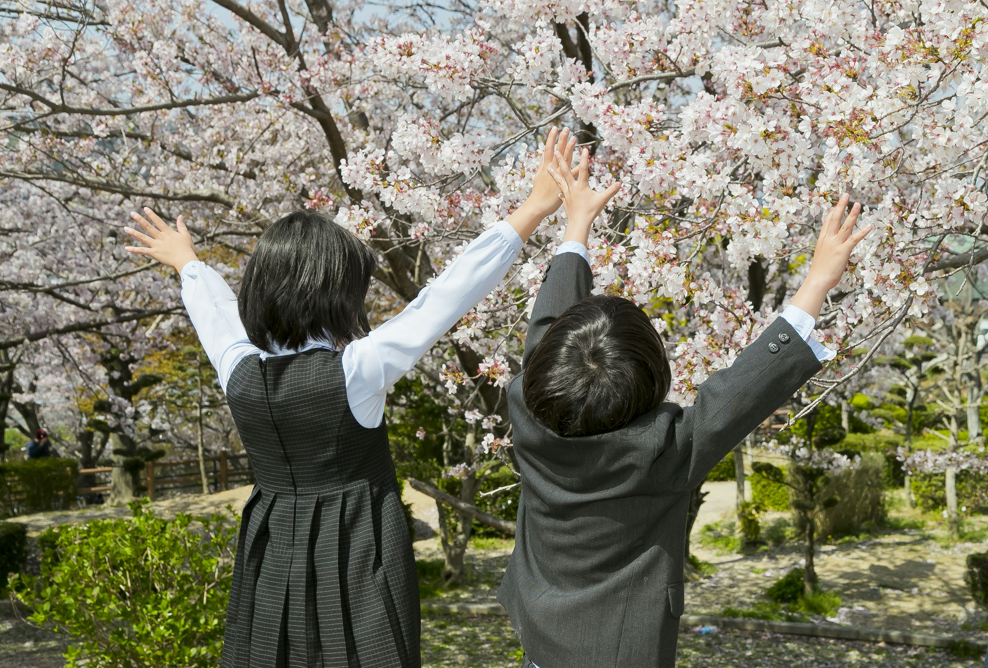 Niños levantando las manos frente a un cerezo en flor