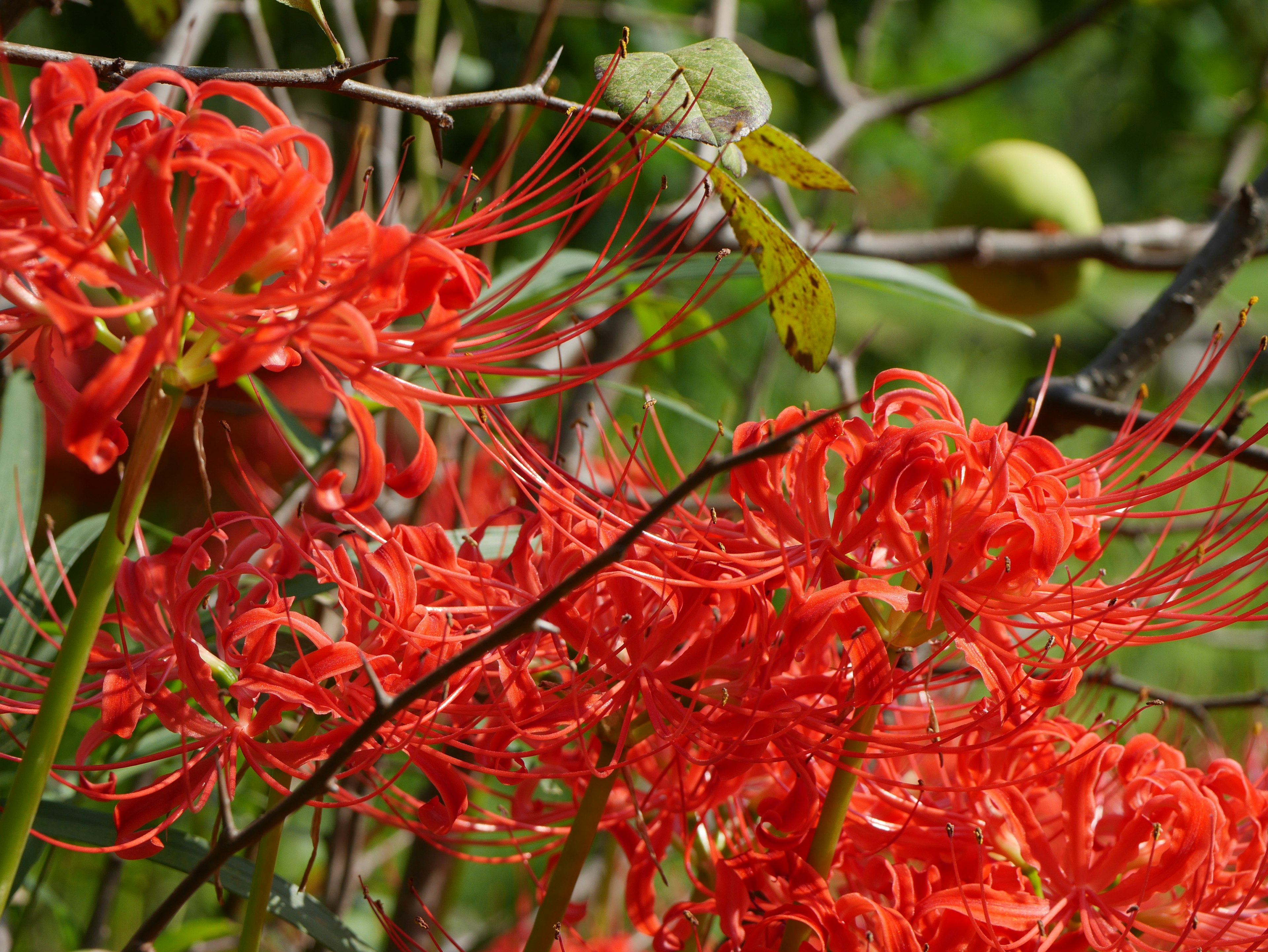 鮮やかな赤い彼岸花の花が咲いている様子で、周囲に緑の葉や果実が見える