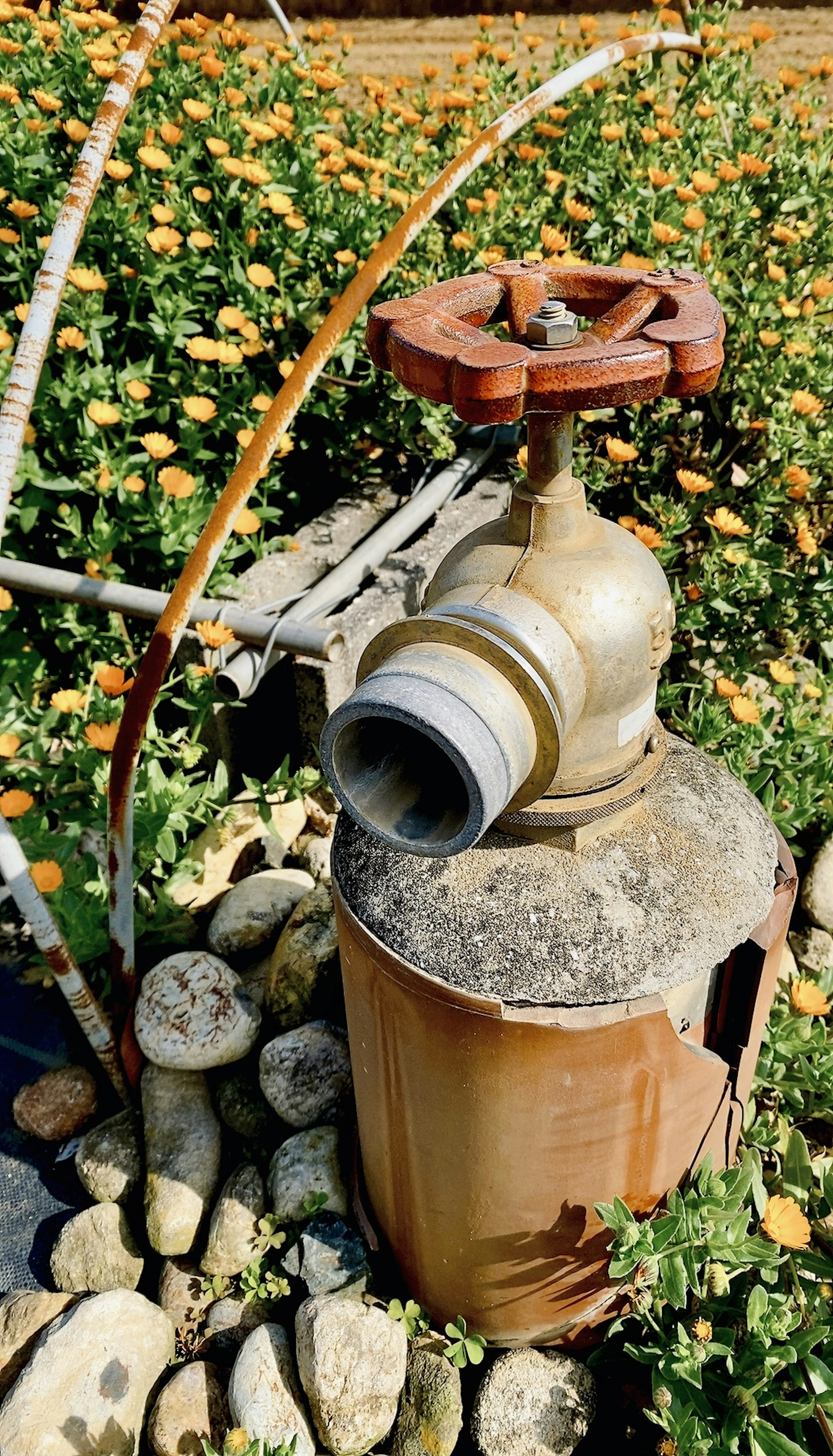 Ancien robinet d'eau entouré de fleurs et de pierres