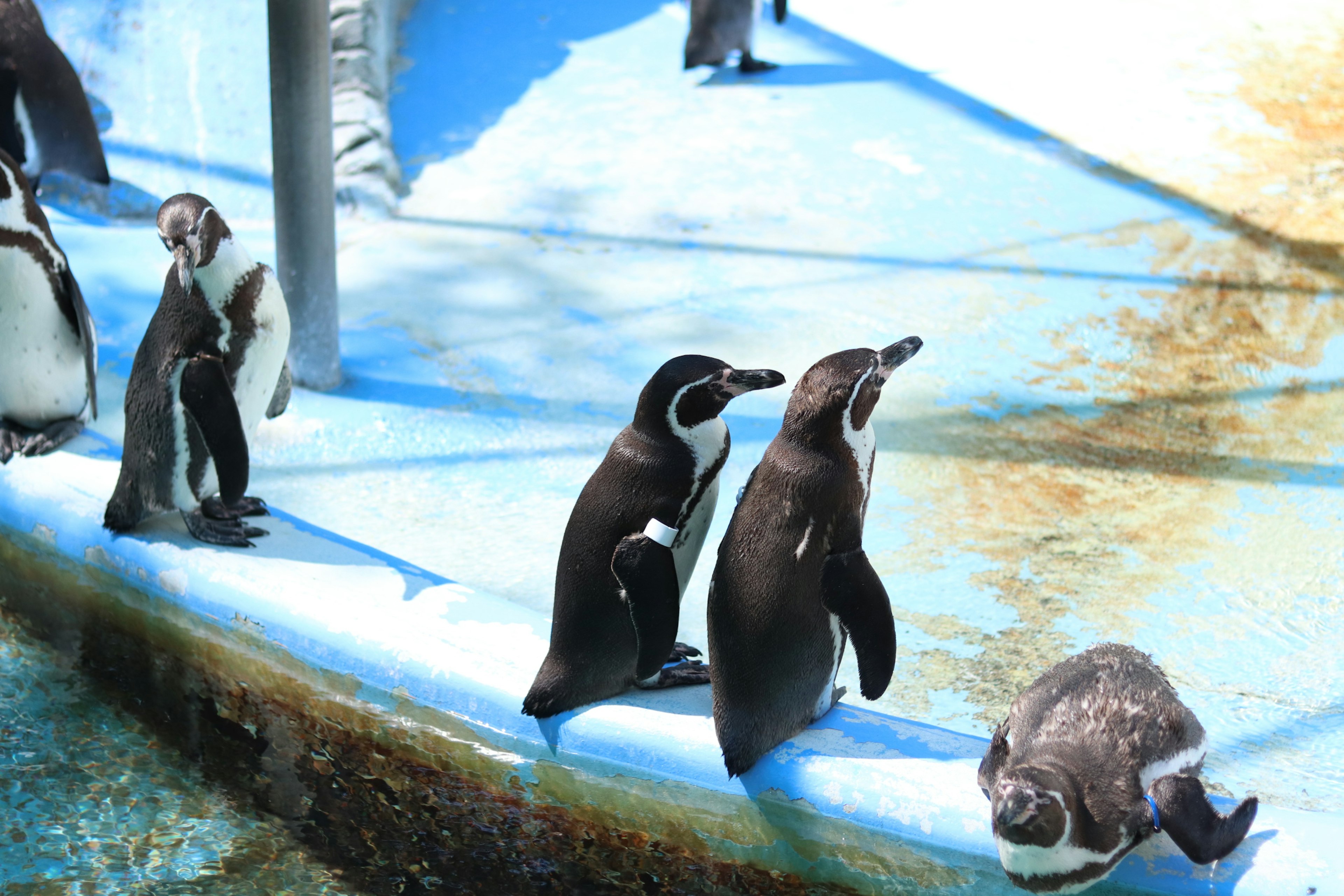 Grupo de pingüinos cerca de una piscina azul