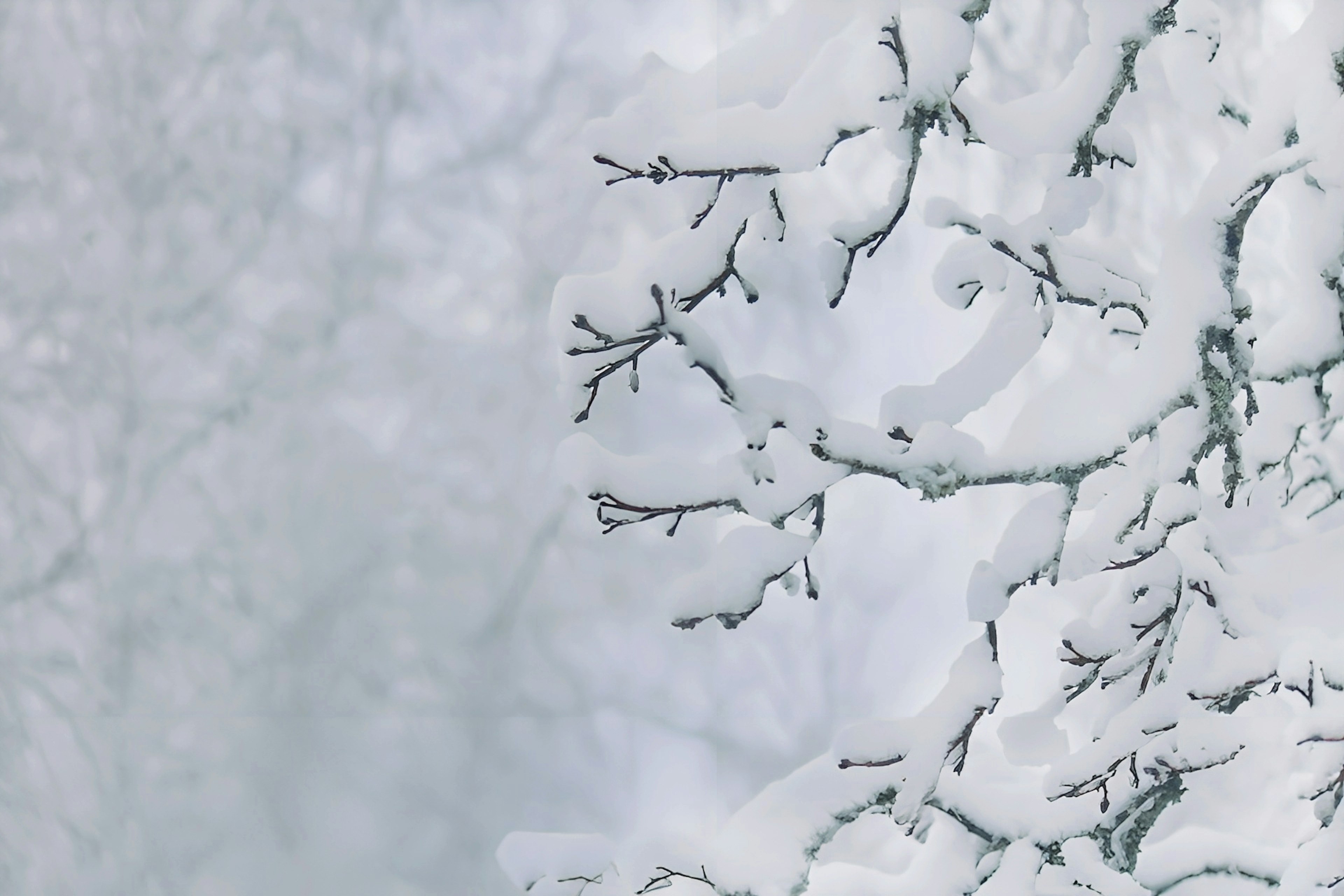 冬季场景，雪覆盖的树枝