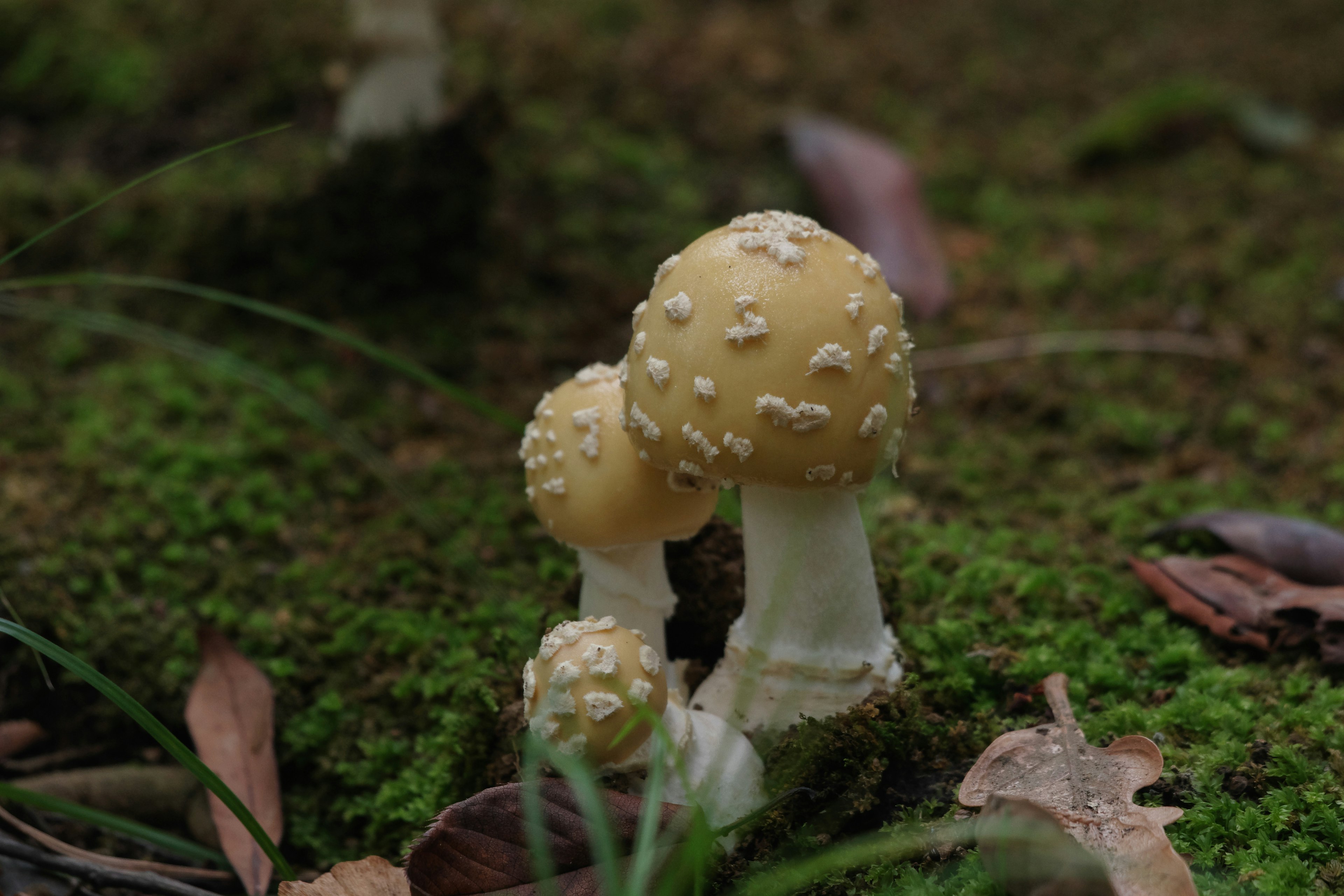 Gruppo di funghi gialli che crescono nella foresta con forme distintive