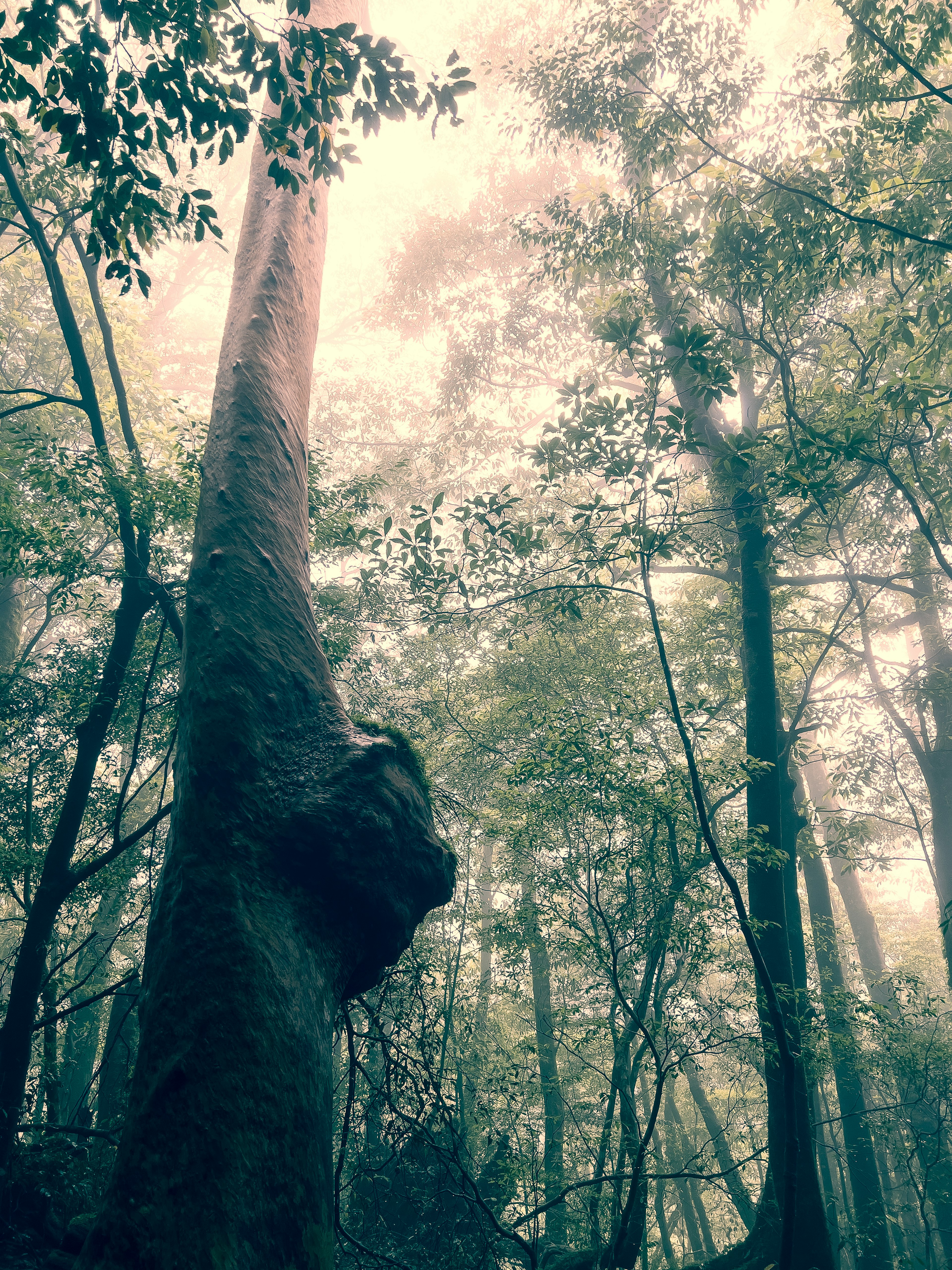 Árbol alto con forma única rodeado de niebla en un bosque