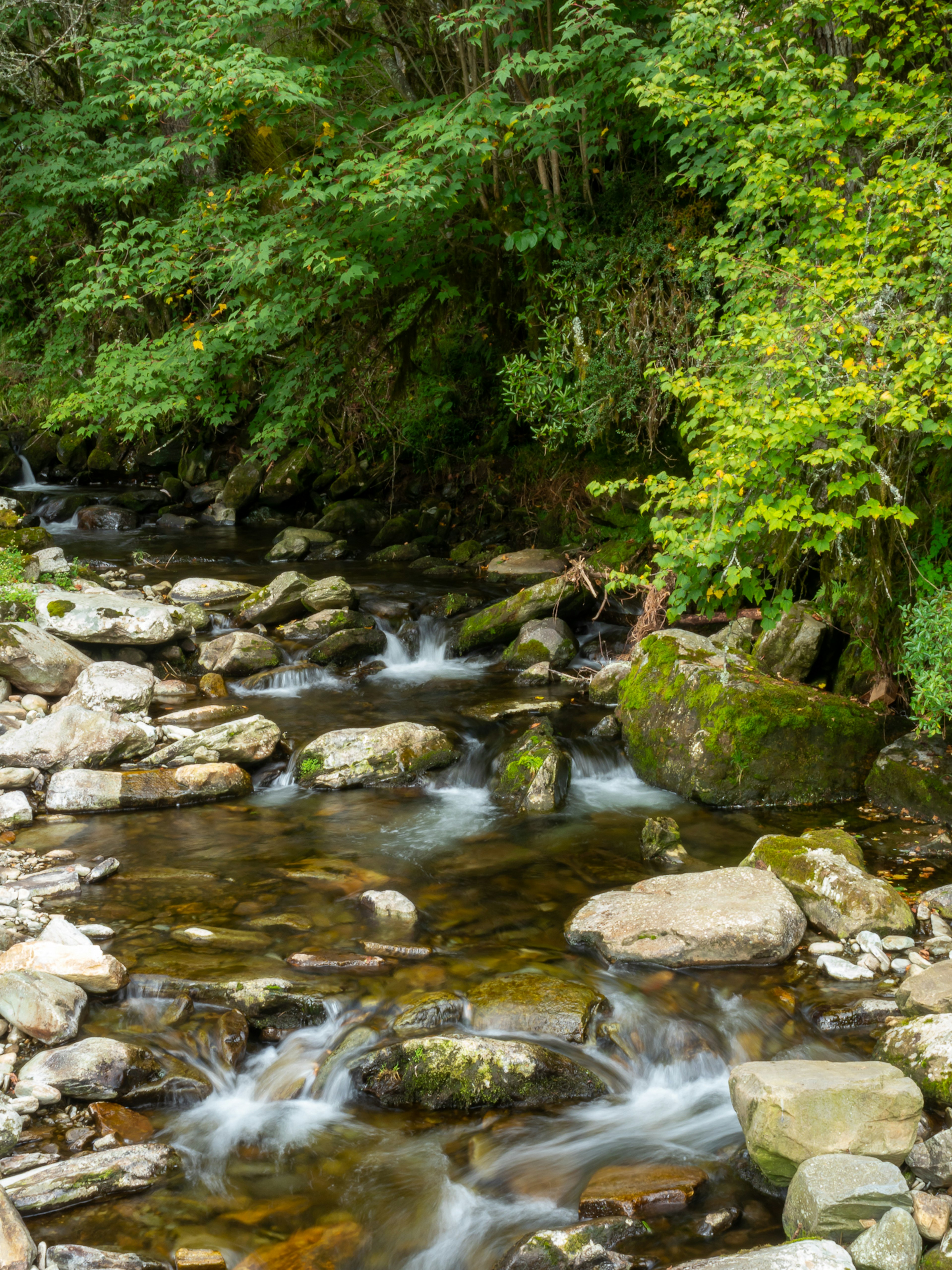 Un torrente che scorre circondato da vegetazione lussureggiante e rocce