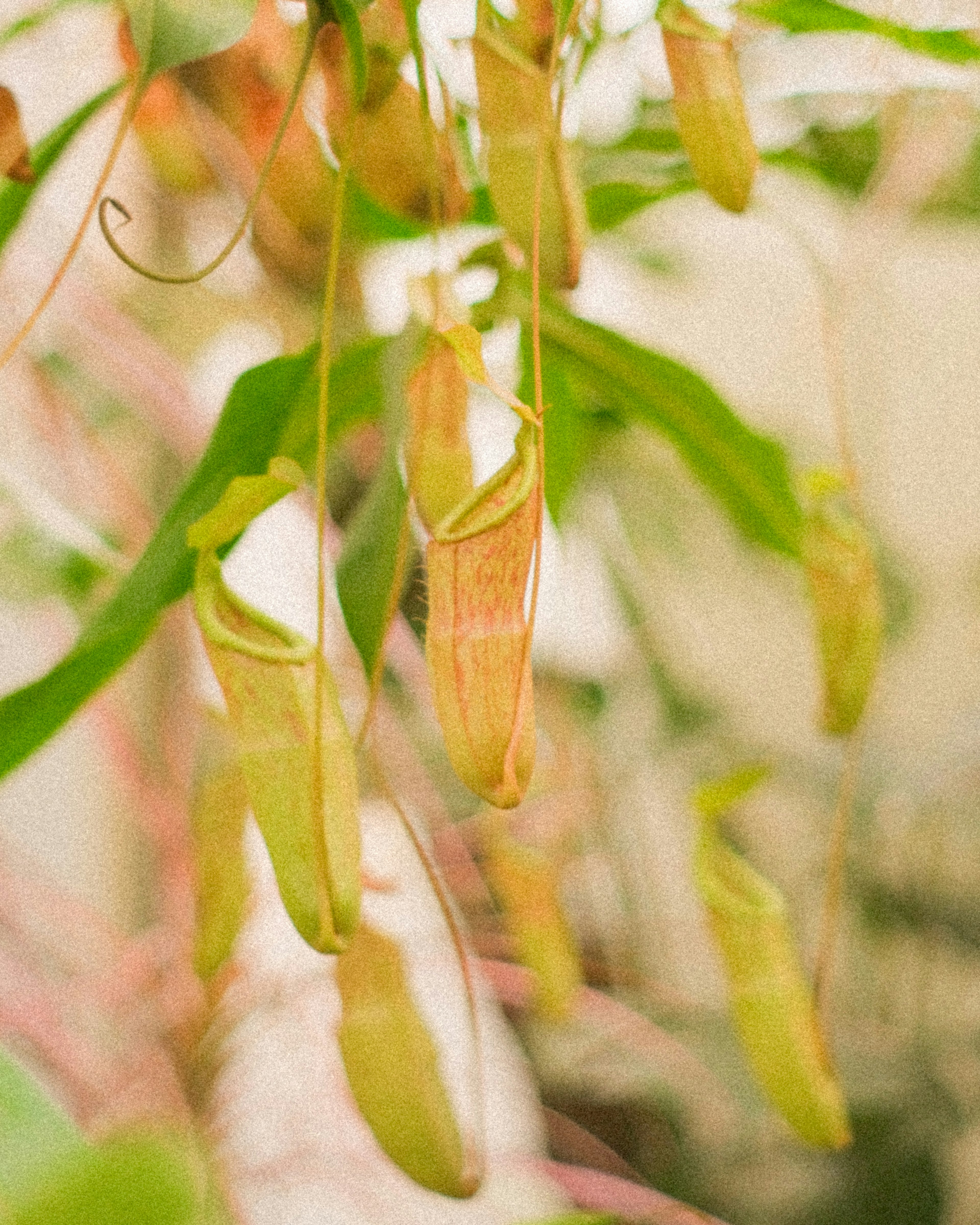 緑色の葉から垂れ下がる独特な形状の植物の果実