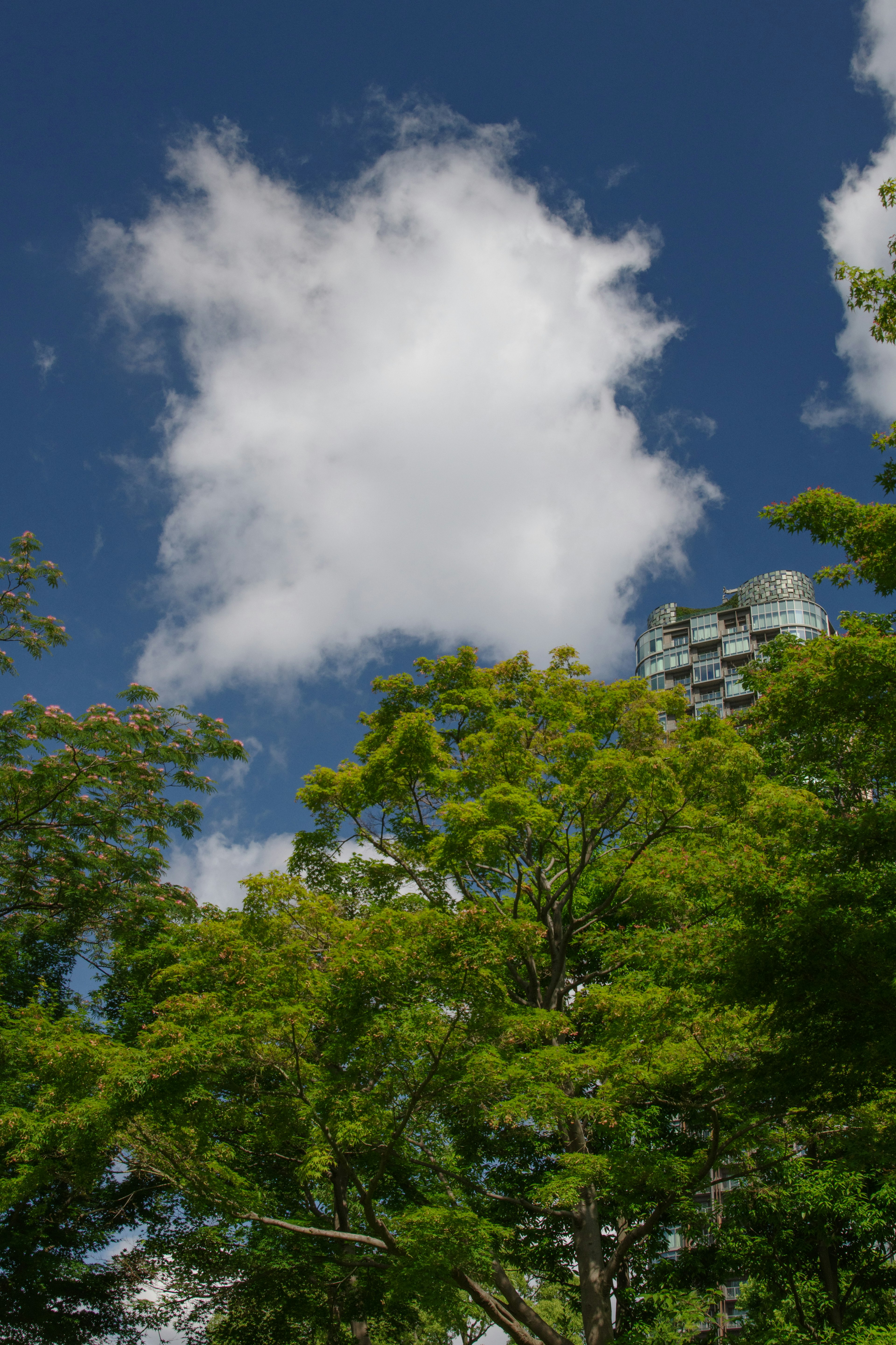 Ciel bleu clair avec un nuage blanc arbres verts au premier plan