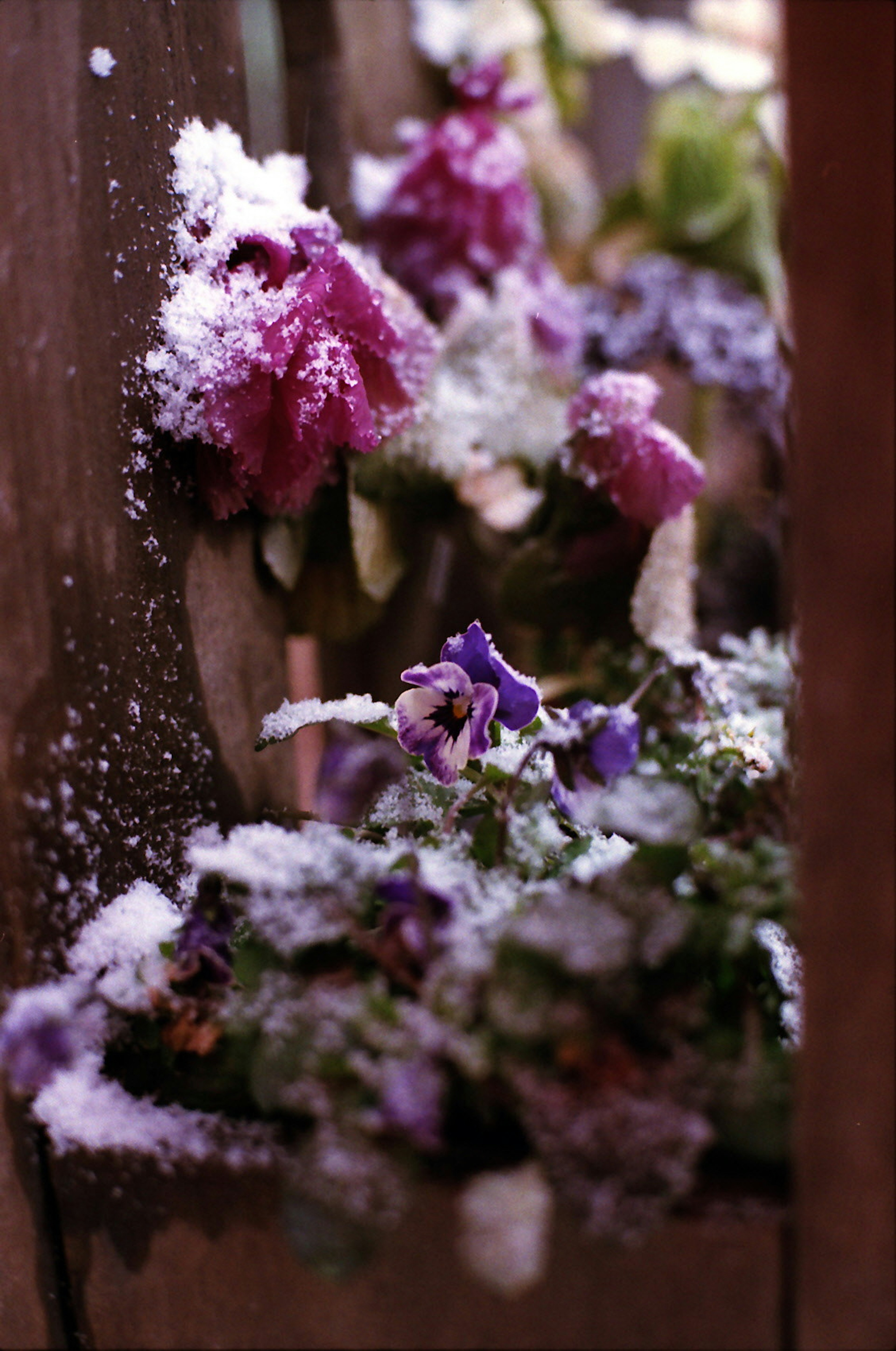 Colorful flowers covered in snow creating a beautiful winter scene