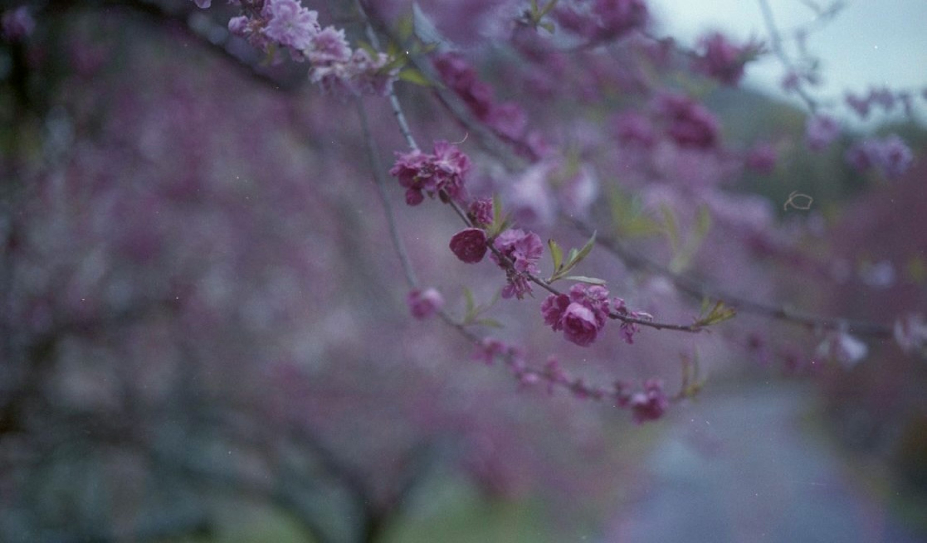 薄紫色の花が咲く枝が道に垂れ下がっている風景