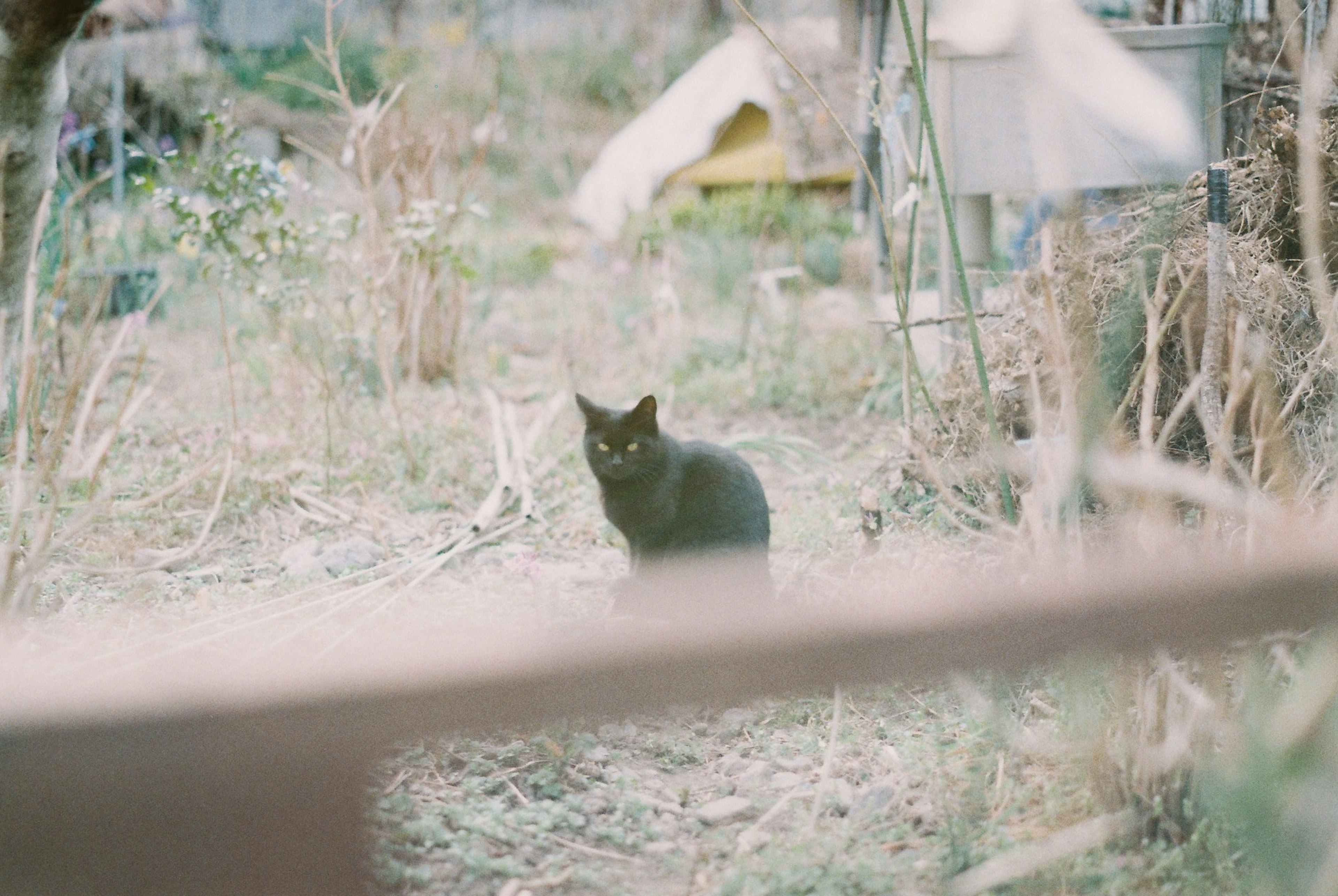 A black cat staring in the distance in a garden