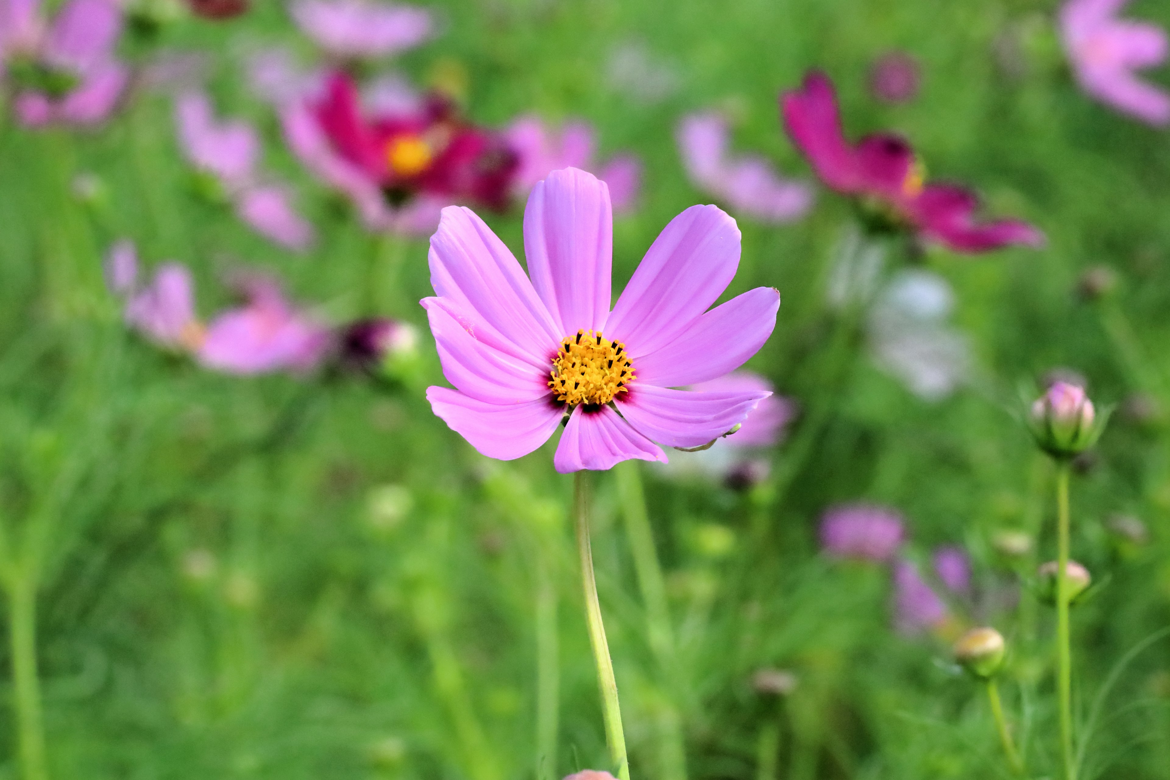 Bunga cosmos pink yang cerah menonjol di latar belakang hijau