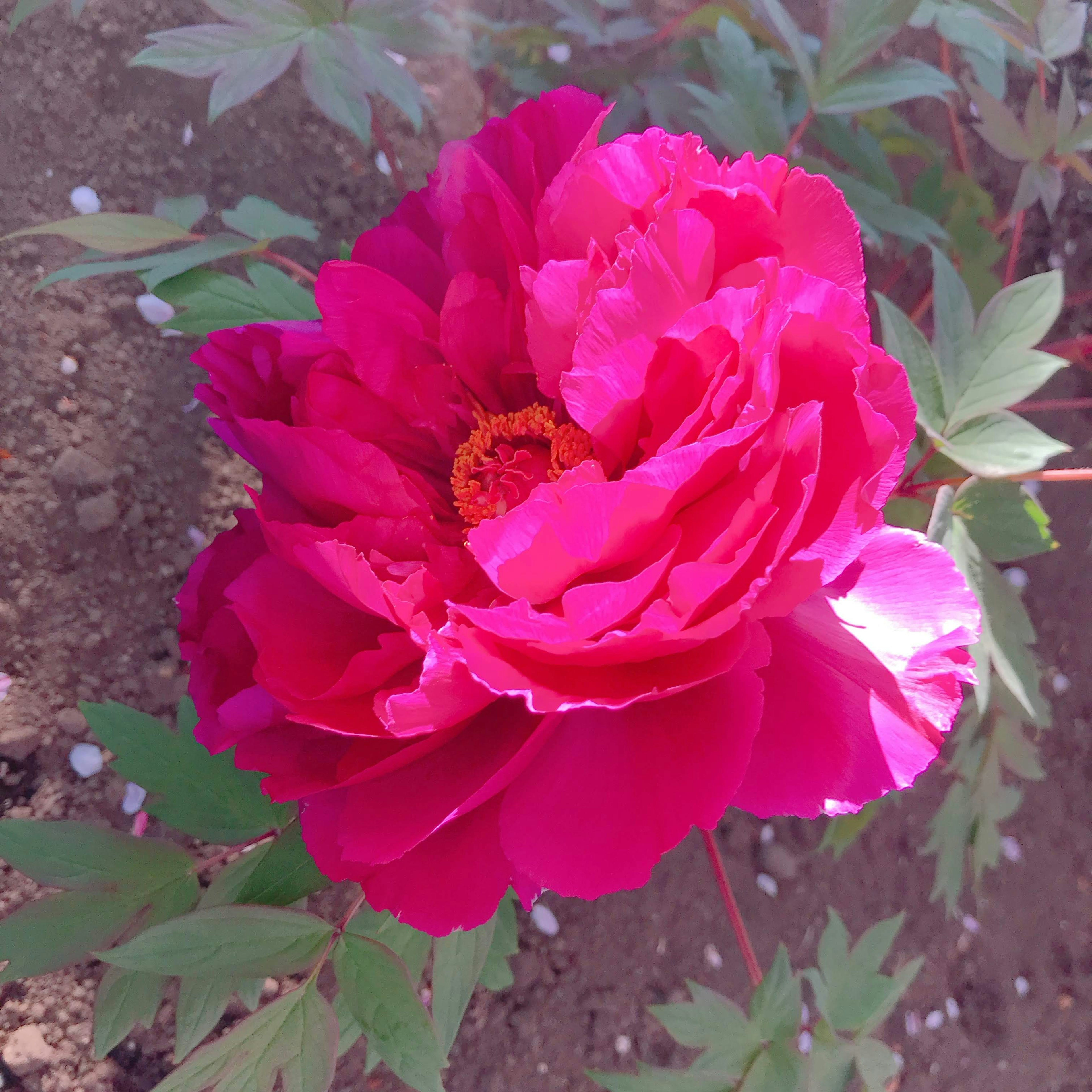 Vibrant pink peony flower with lush green leaves