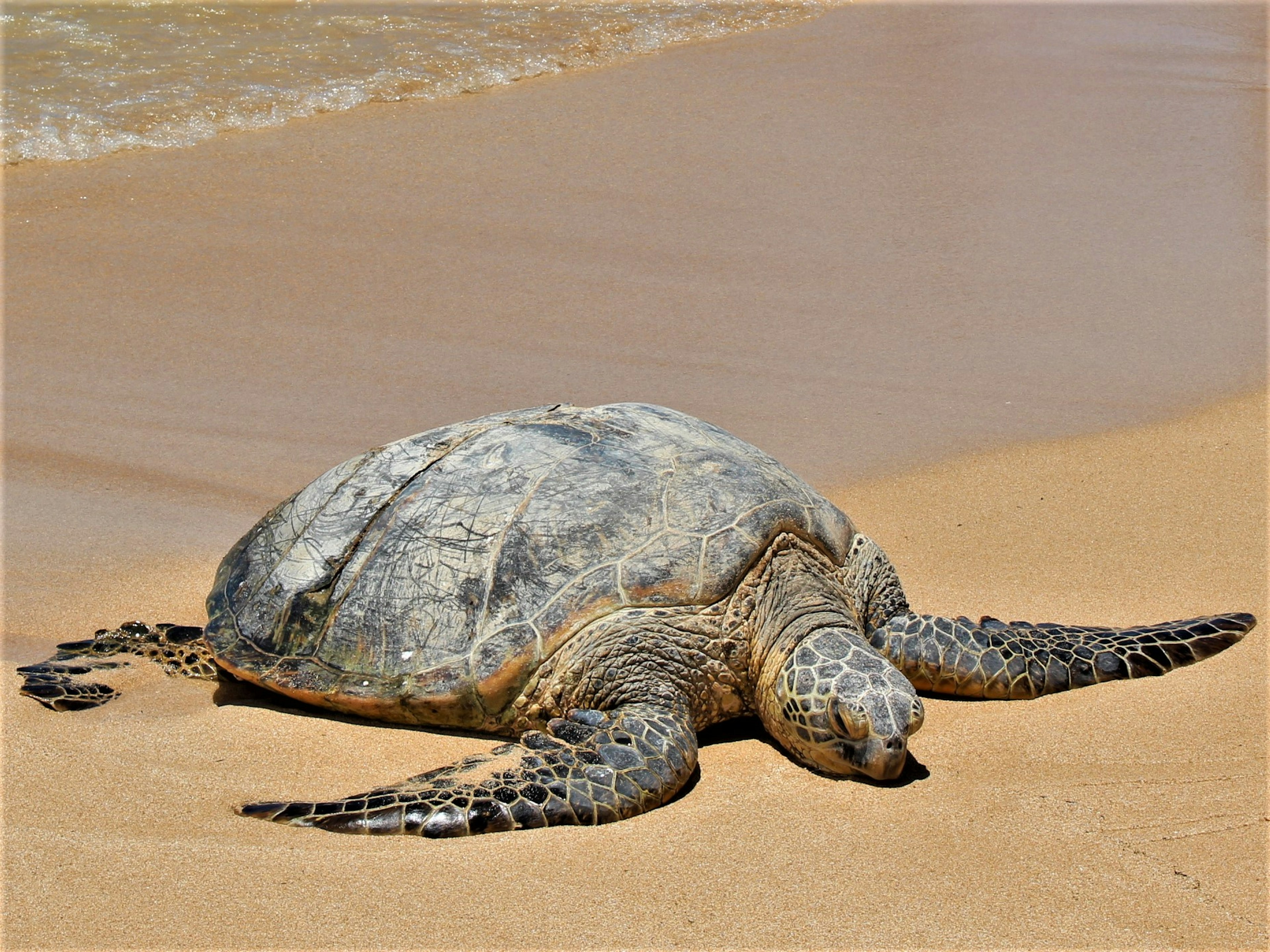 เต่าทะเลนอนอยู่บนชายหาดทราย