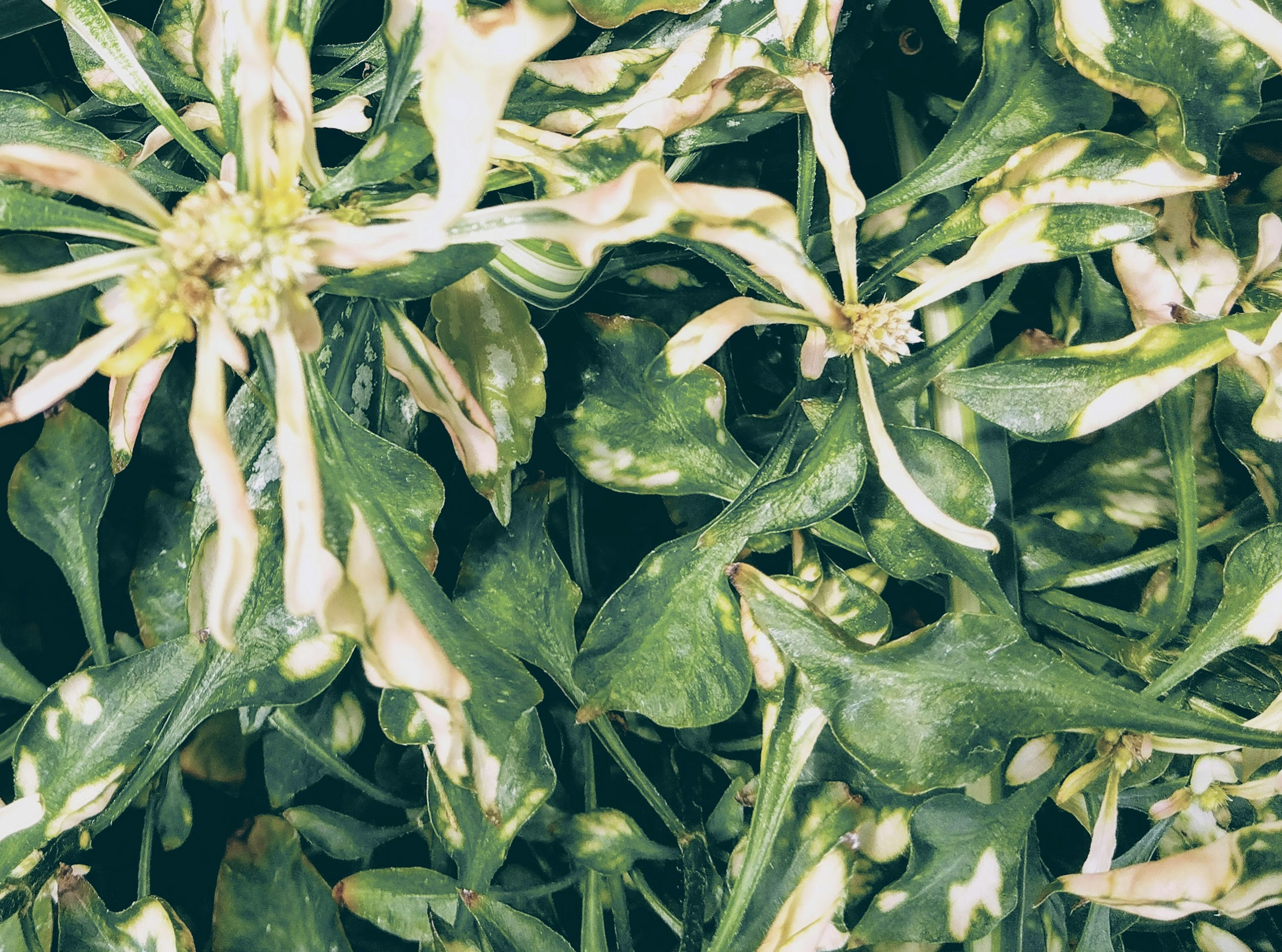 Close-up of green leaves with white spots on a plant