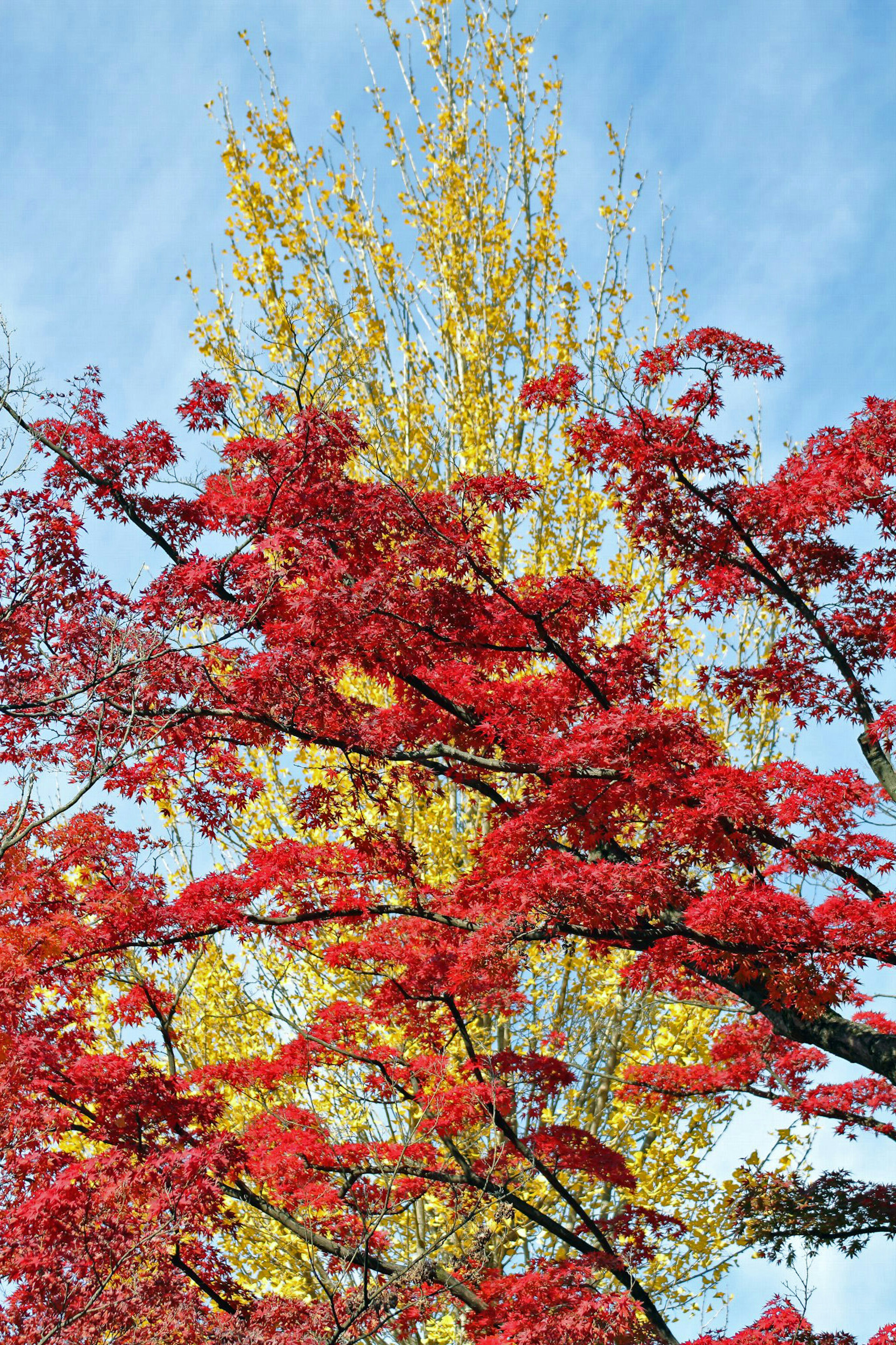 Alberi autunnali con foglie rosse e gialle vivaci contro un cielo blu