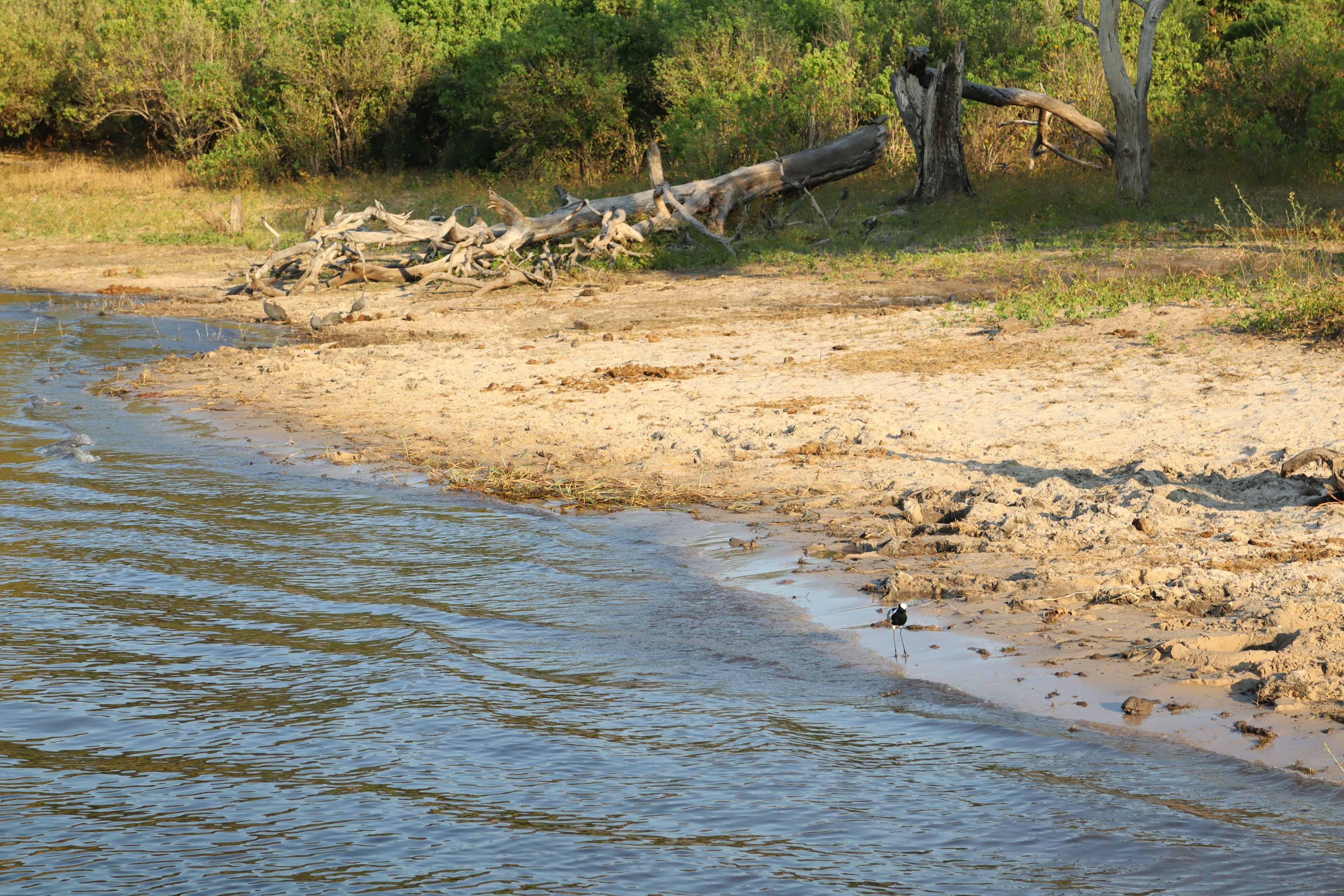 Pemandangan tenang di tepi sungai dengan pantai berpasir dan kayu apung